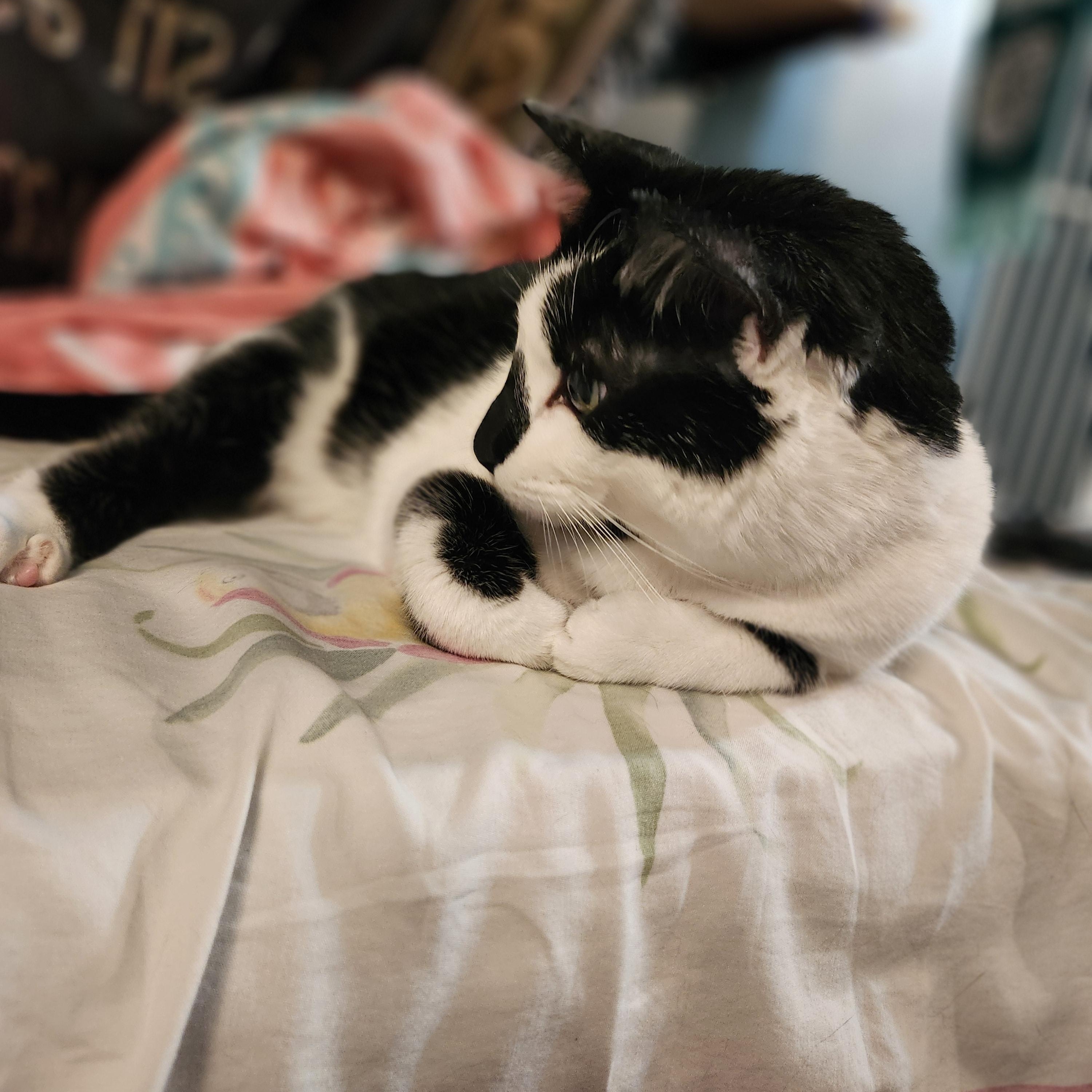 Enlarge Checkers, a Adoptable Domestic Short Hair in Oberlin, OH image 4/6