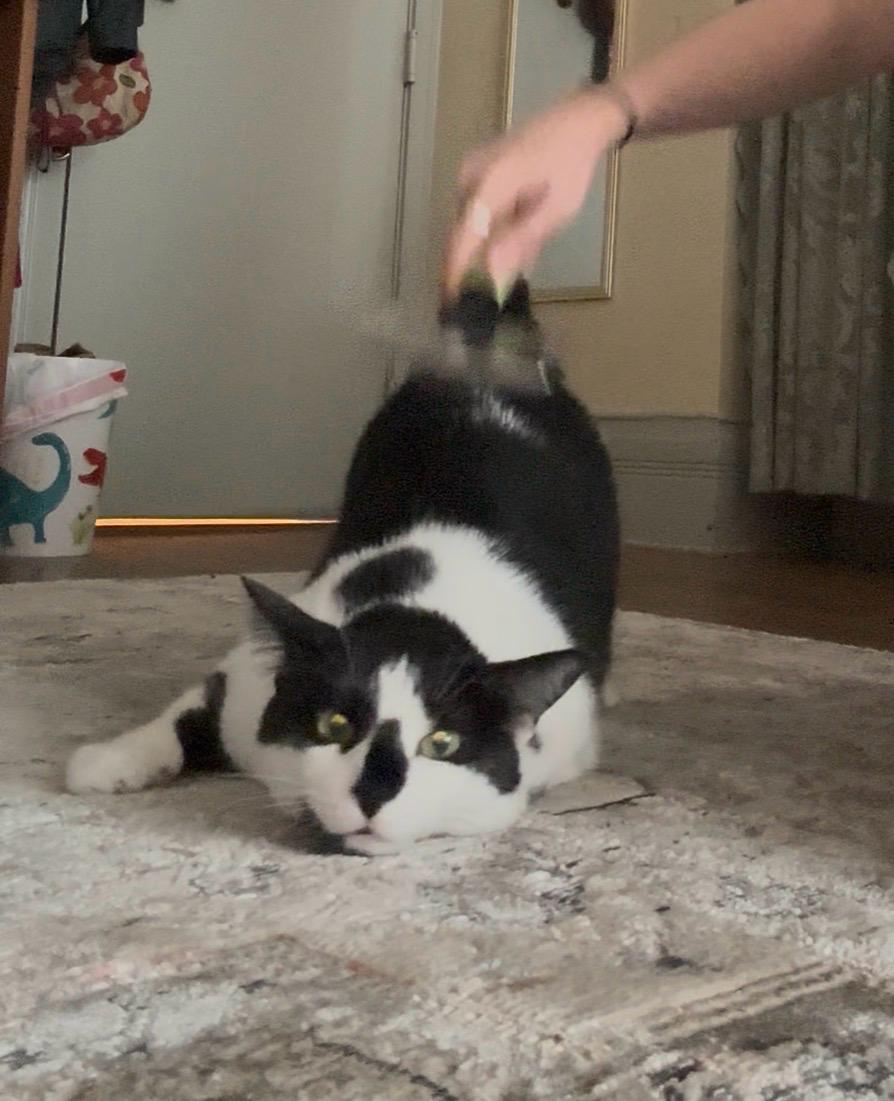Enlarge Checkers, a Adoptable Domestic Short Hair in Oberlin, OH image 3/6