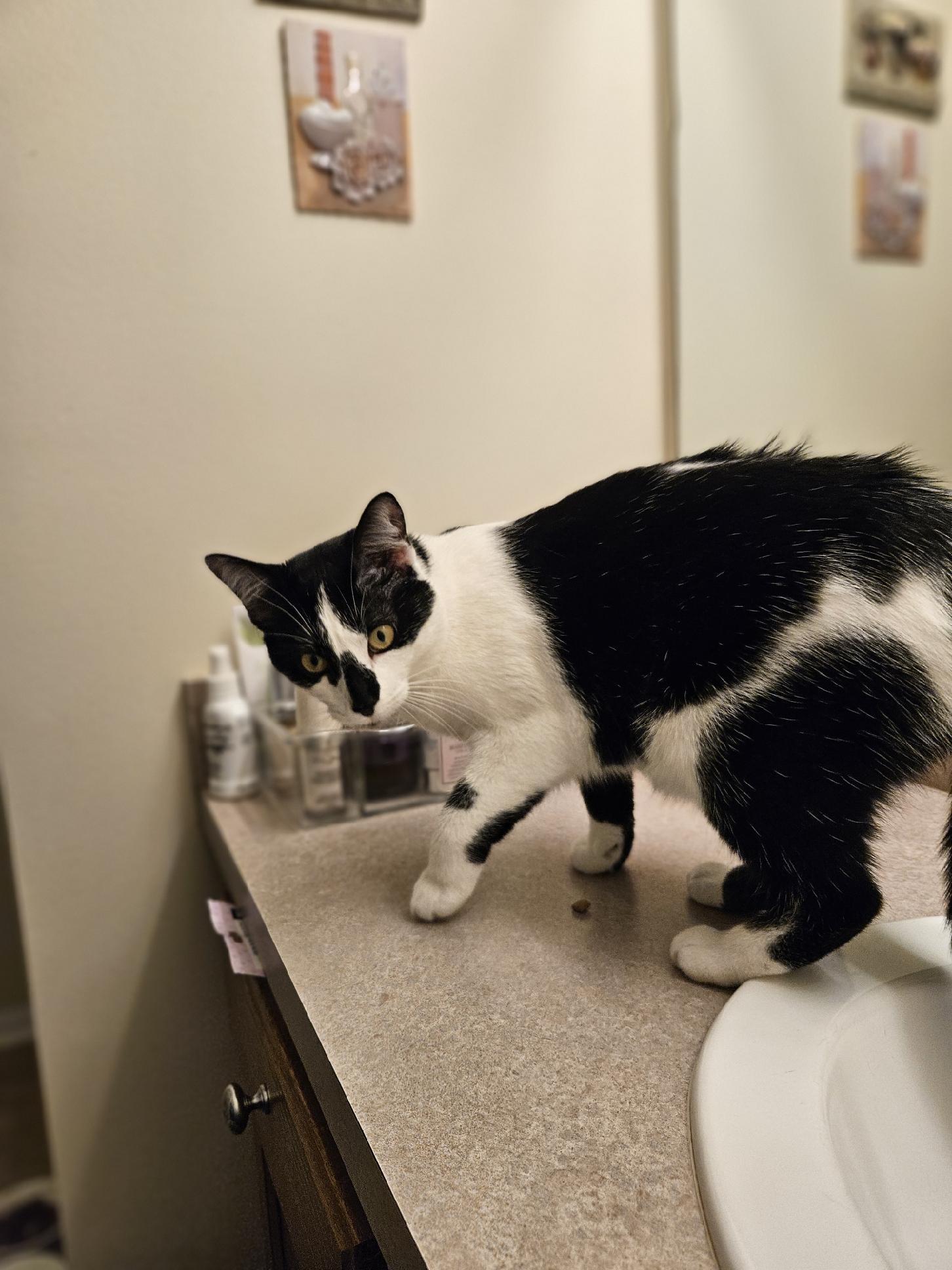 Enlarge Checkers, a Adoptable Domestic Short Hair image 2/2