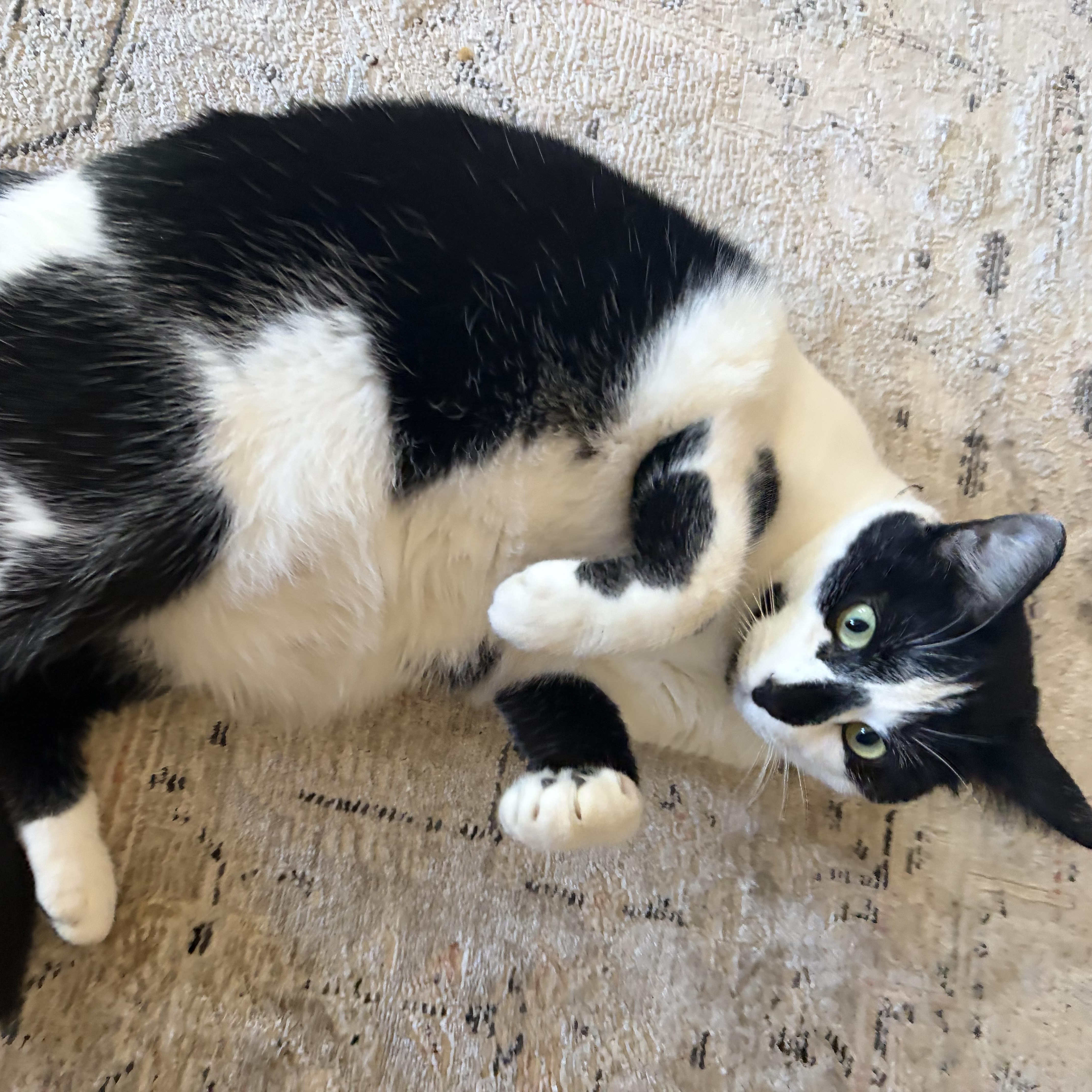 Enlarge Checkers, a Adoptable Domestic Short Hair in Oberlin, OH image 2/6