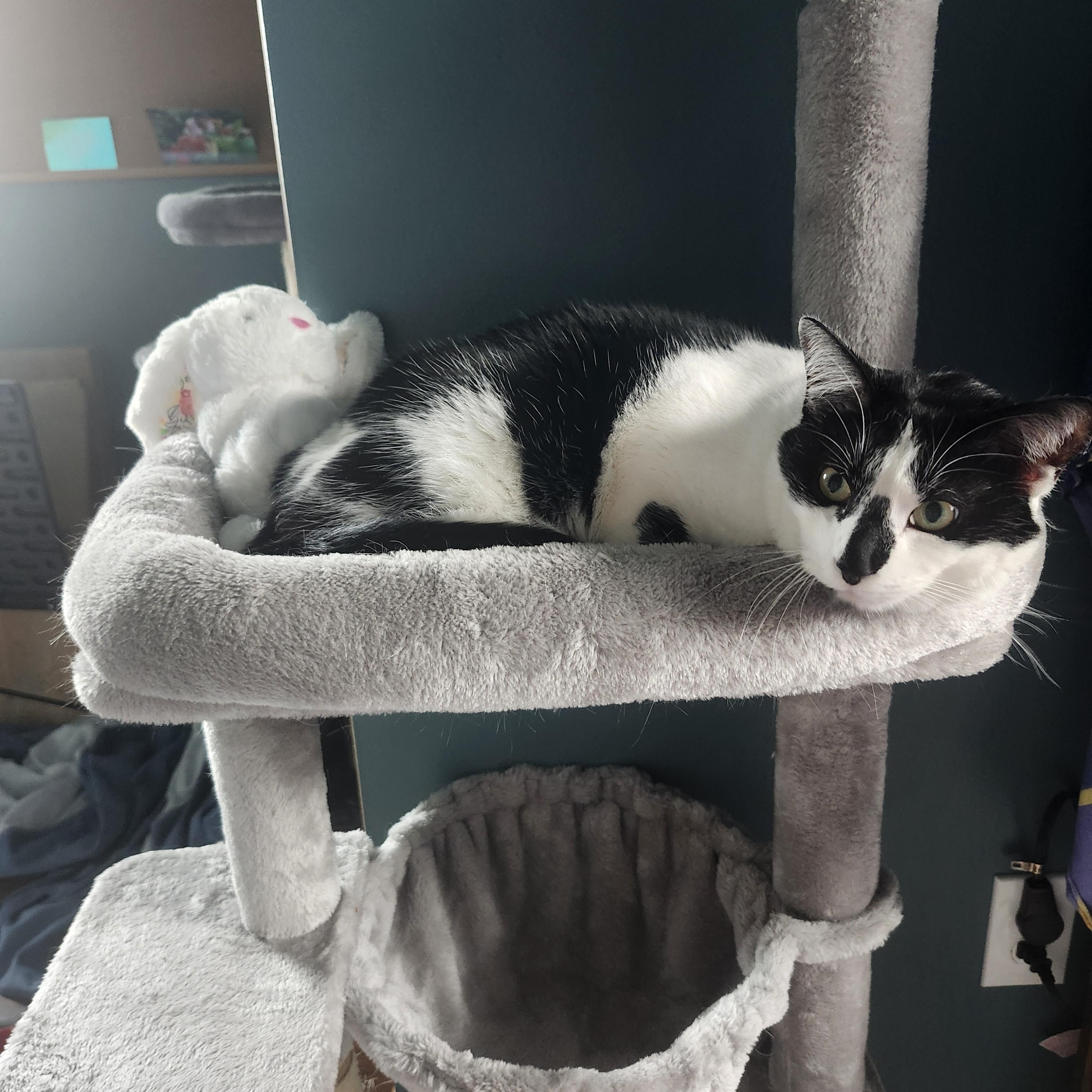 Enlarge Checkers, a Adoptable Domestic Short Hair in Oberlin, OH image 6/6