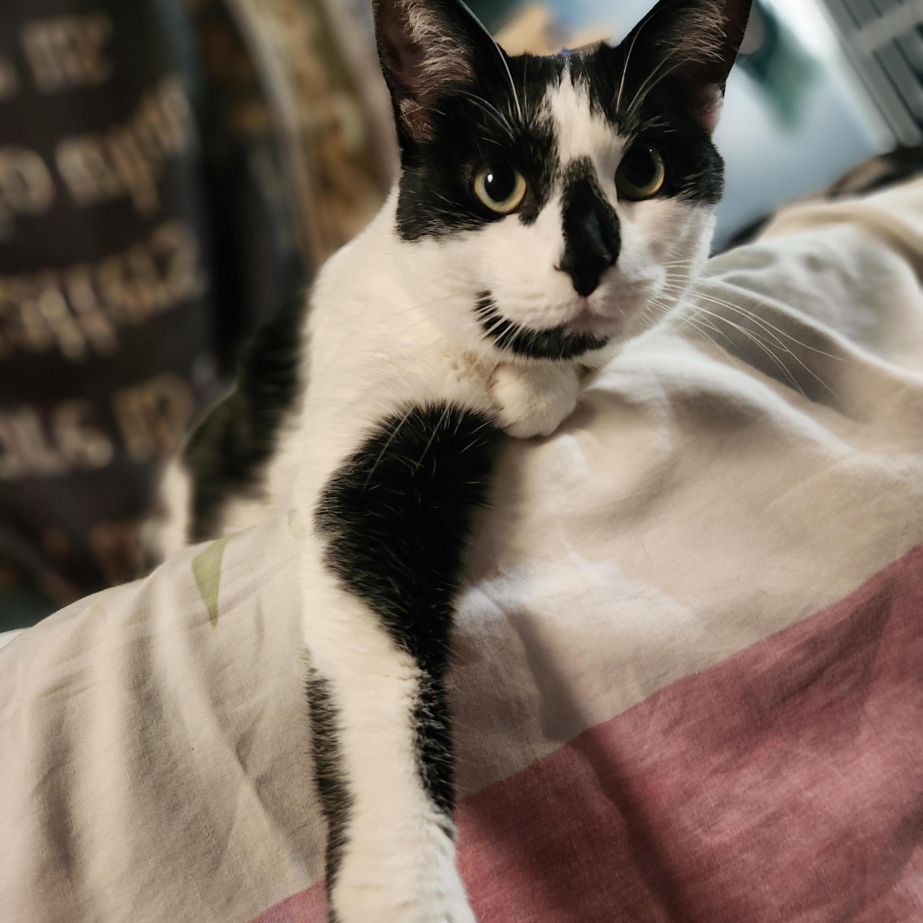 Enlarge Checkers, a Adoptable Domestic Short Hair in Oberlin, OH image 5/6