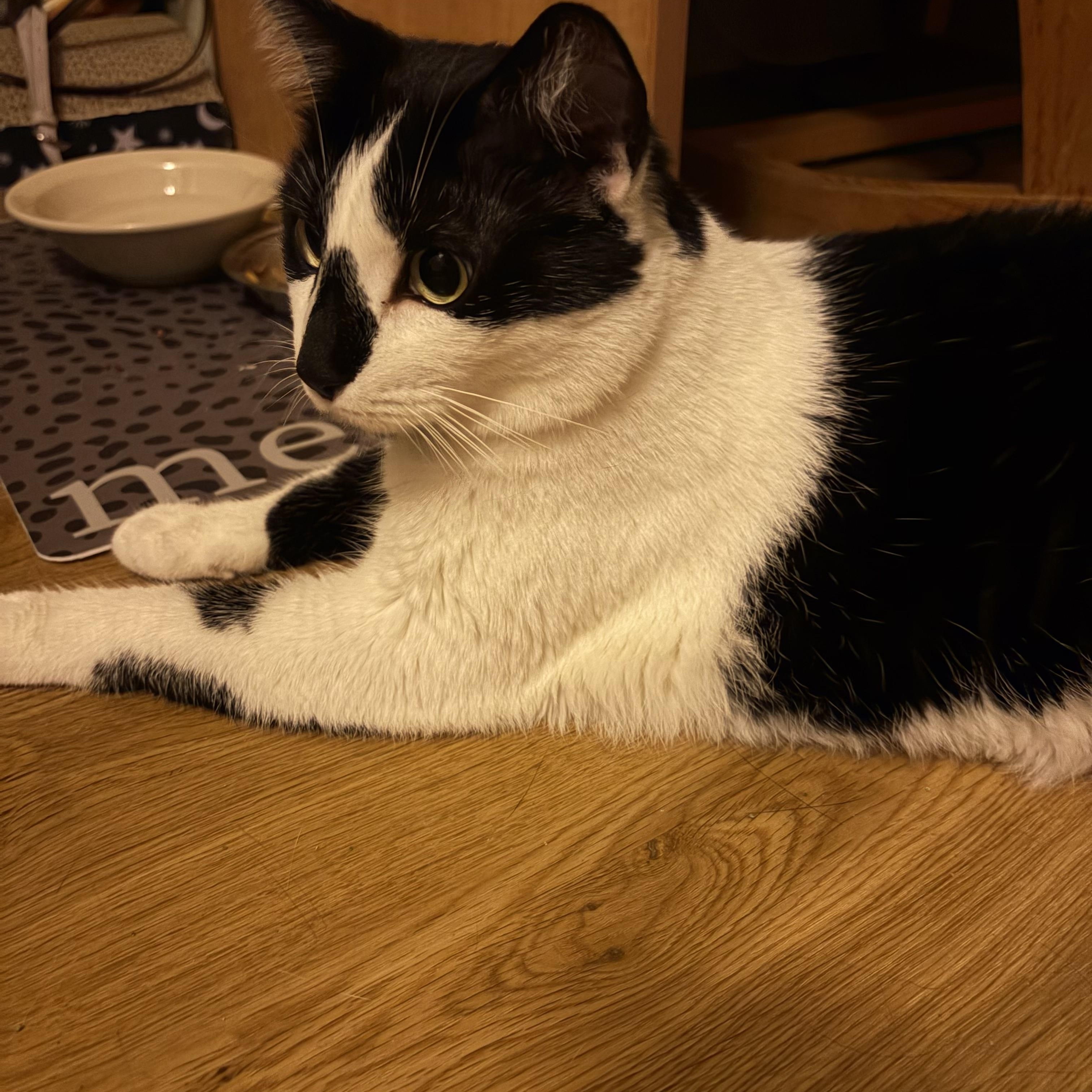 Enlarge Checkers, a Adoptable Domestic Short Hair in Oberlin, OH image 5/6