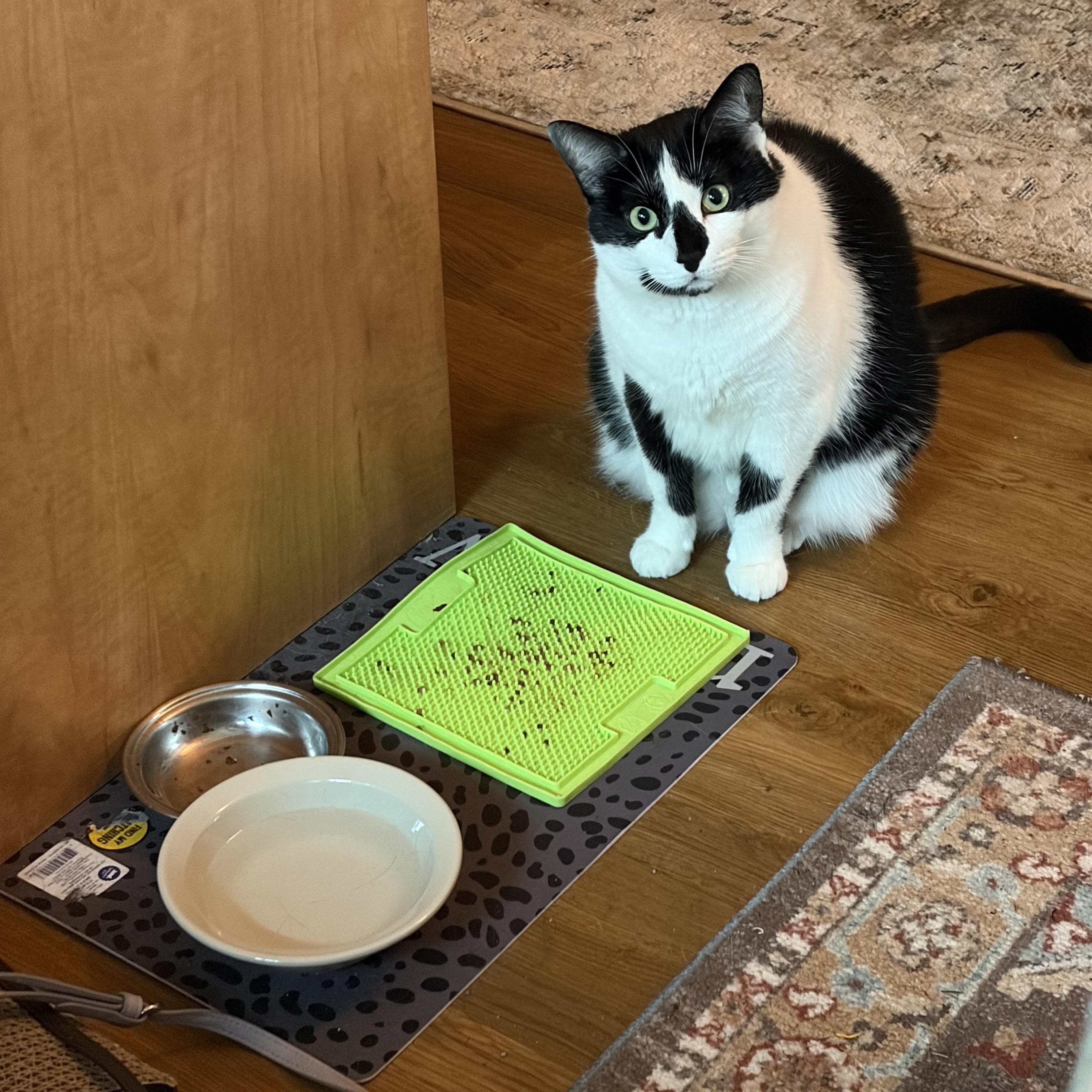 Enlarge Checkers, a Adoptable Domestic Short Hair in Oberlin, OH image 6/6