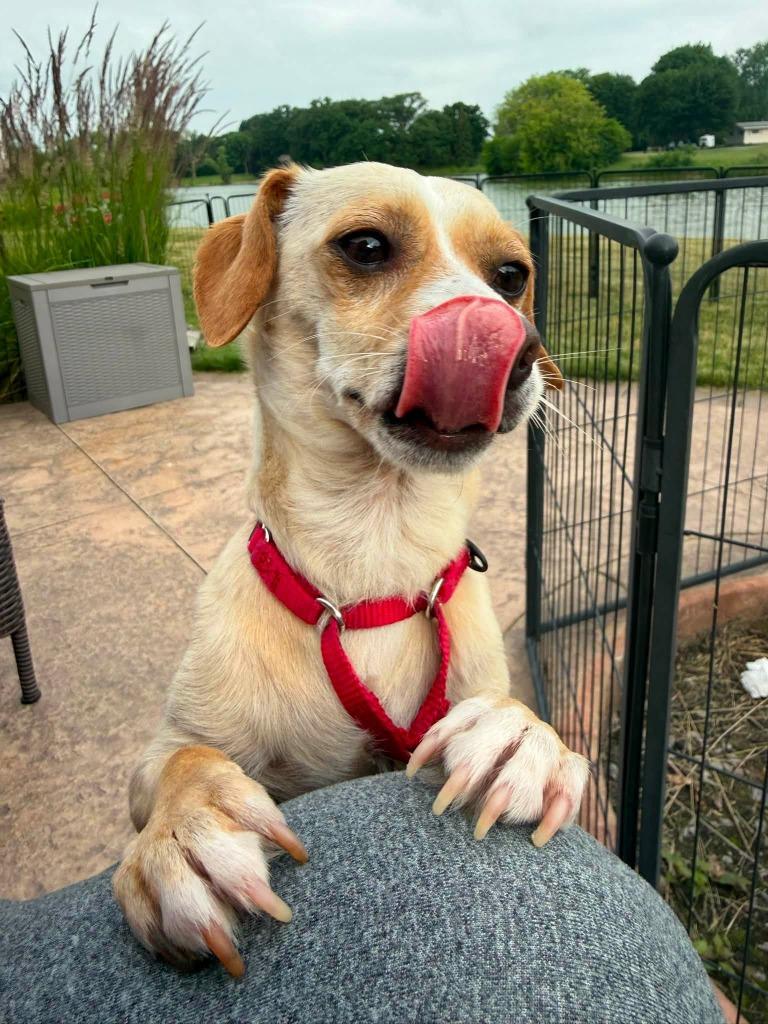 Enlarge Uncle, a Adoptable Chihuahua in Fond Du Lac, WI image 1/5