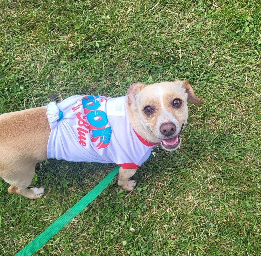 Enlarge Uncle, a Adoptable Chihuahua in Fond Du Lac, WI image 2/5