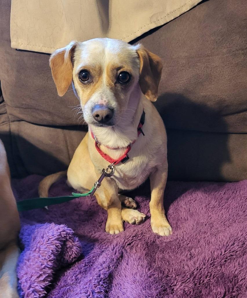 Enlarge Uncle, a Adoptable Chihuahua in Fond Du Lac, WI image 3/5