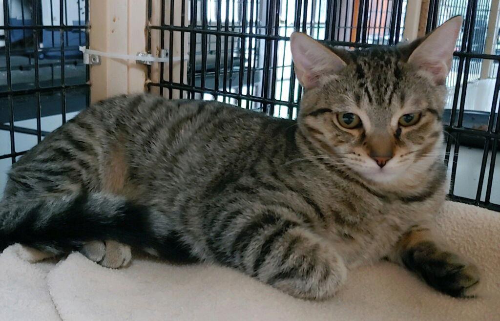 Tabitha, a Adoptable Domestic Short Hair in Pompano Beach, FL image 1/3