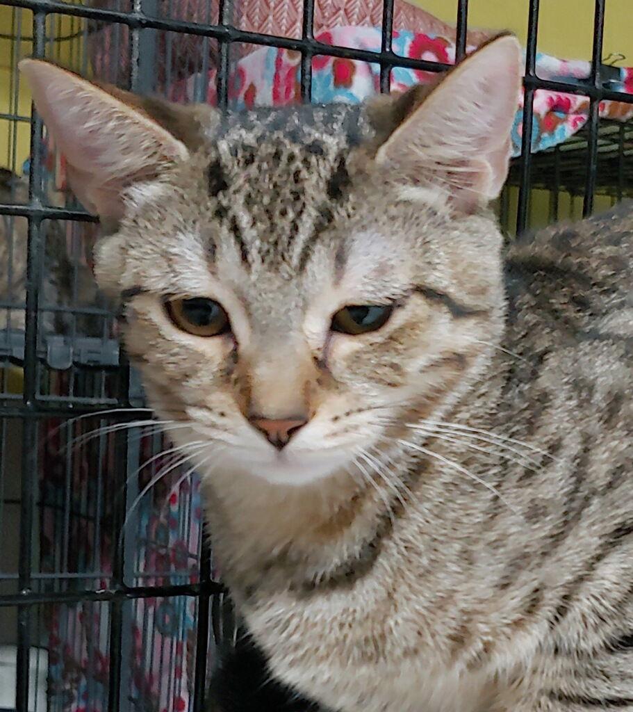 Tabitha, Adoptable, Young Female Domestic Short Hair.