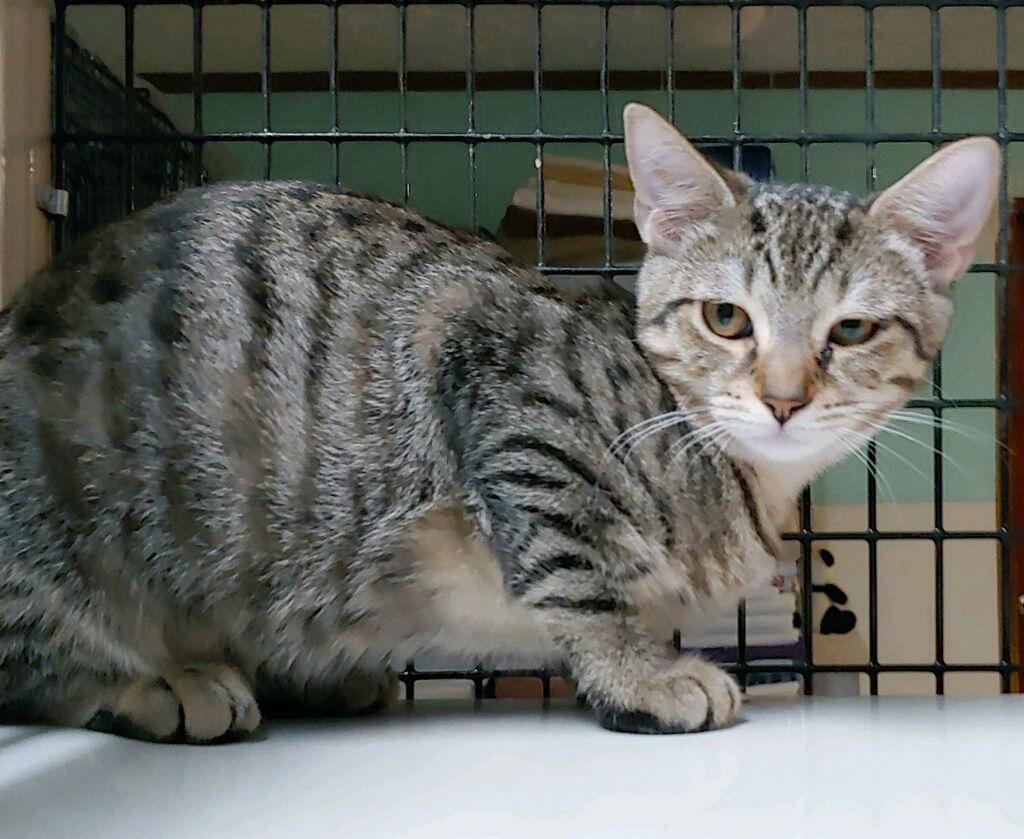 Tabitha, a Adoptable Domestic Short Hair in Pompano Beach, FL image 3/3