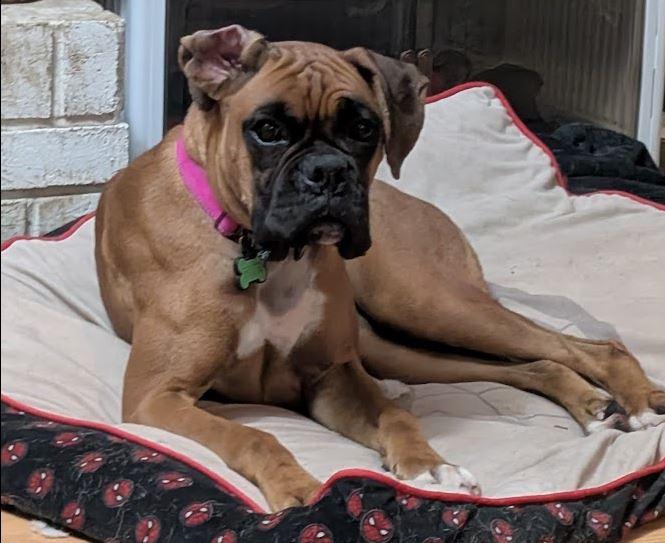 Trixie, adopted, Young Female Boxer.