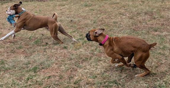 Enlarge Trixie, an adopted Boxer in Amory, MS image 2/5