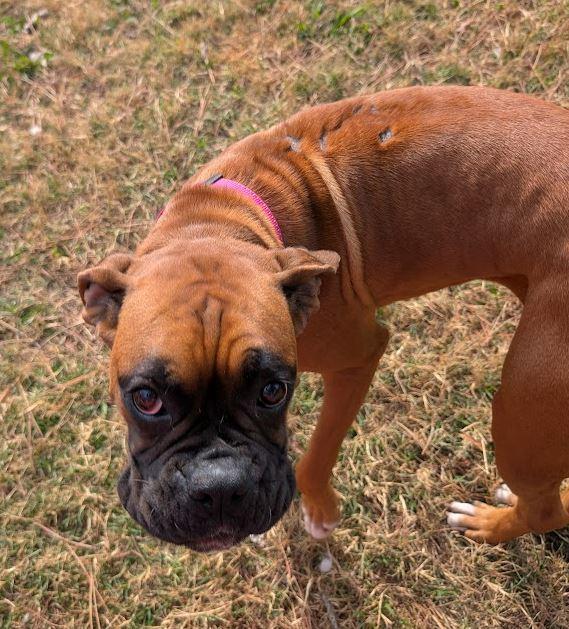 Enlarge Trixie, an adopted Boxer in Amory, MS image 3/5
