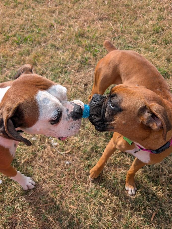Enlarge Trixie, an adopted Boxer in Amory, MS image 4/5