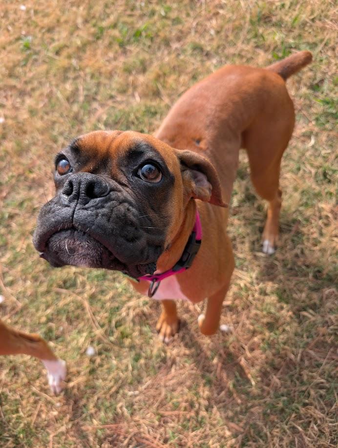 Enlarge Trixie, an adopted Boxer in Amory, MS image 5/5