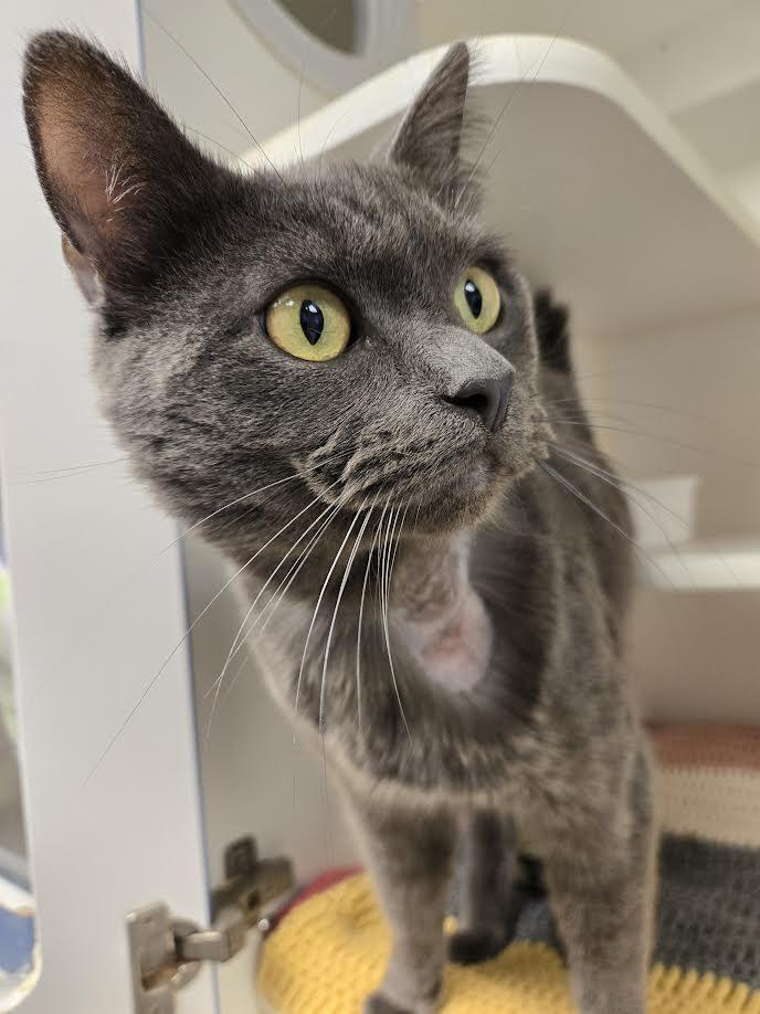 Smokey, a ADOPTABLE mixed breed in Bellingham, WA image 4/5