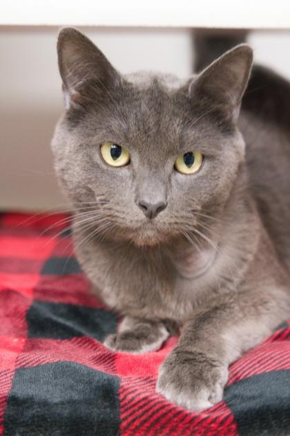 Smokey, a ADOPTABLE mixed breed in Bellingham, WA image 1/5