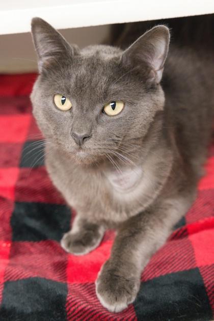 Smokey, a ADOPTABLE mixed breed in Bellingham, WA image 2/5