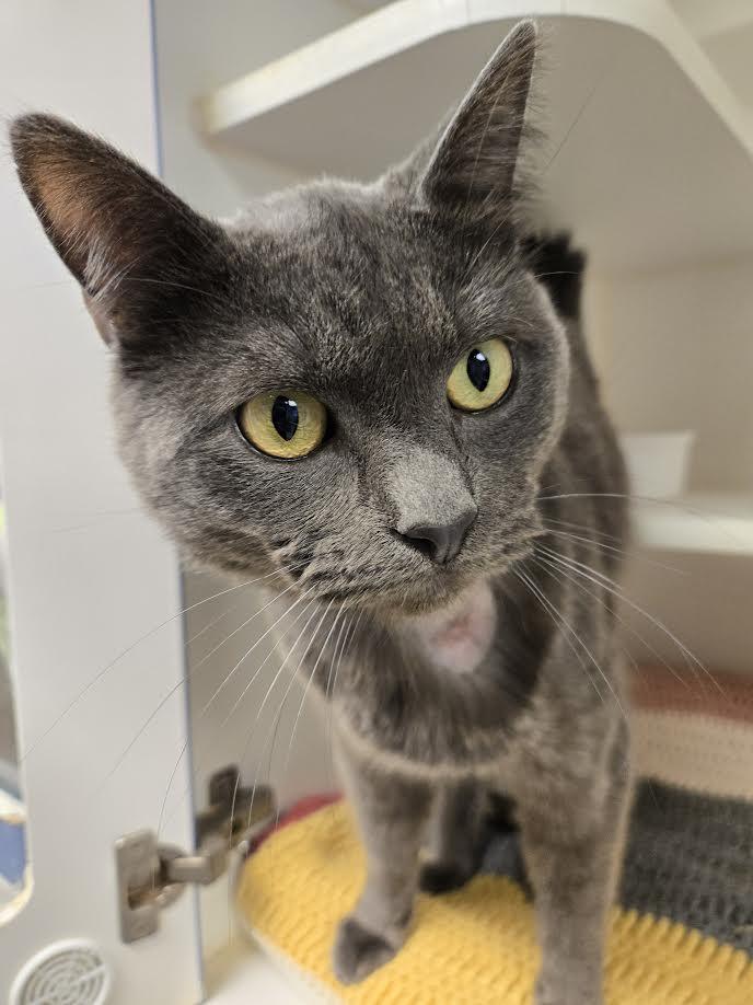 Smokey, a ADOPTABLE mixed breed in Bellingham, WA image 5/5