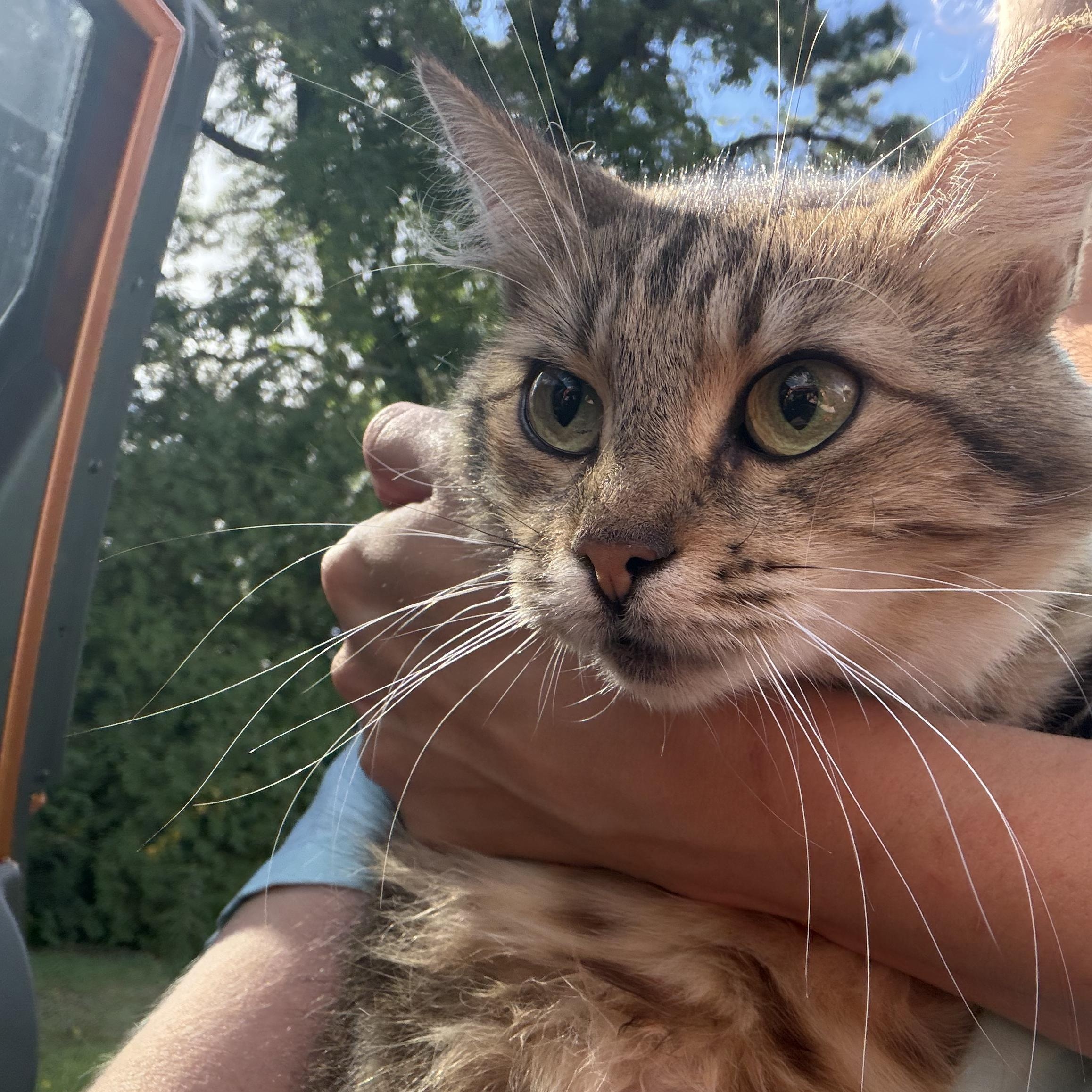 Enlarge Athena, a Adoptable Domestic Medium Hair in Lindenhurst, NY image 4/6