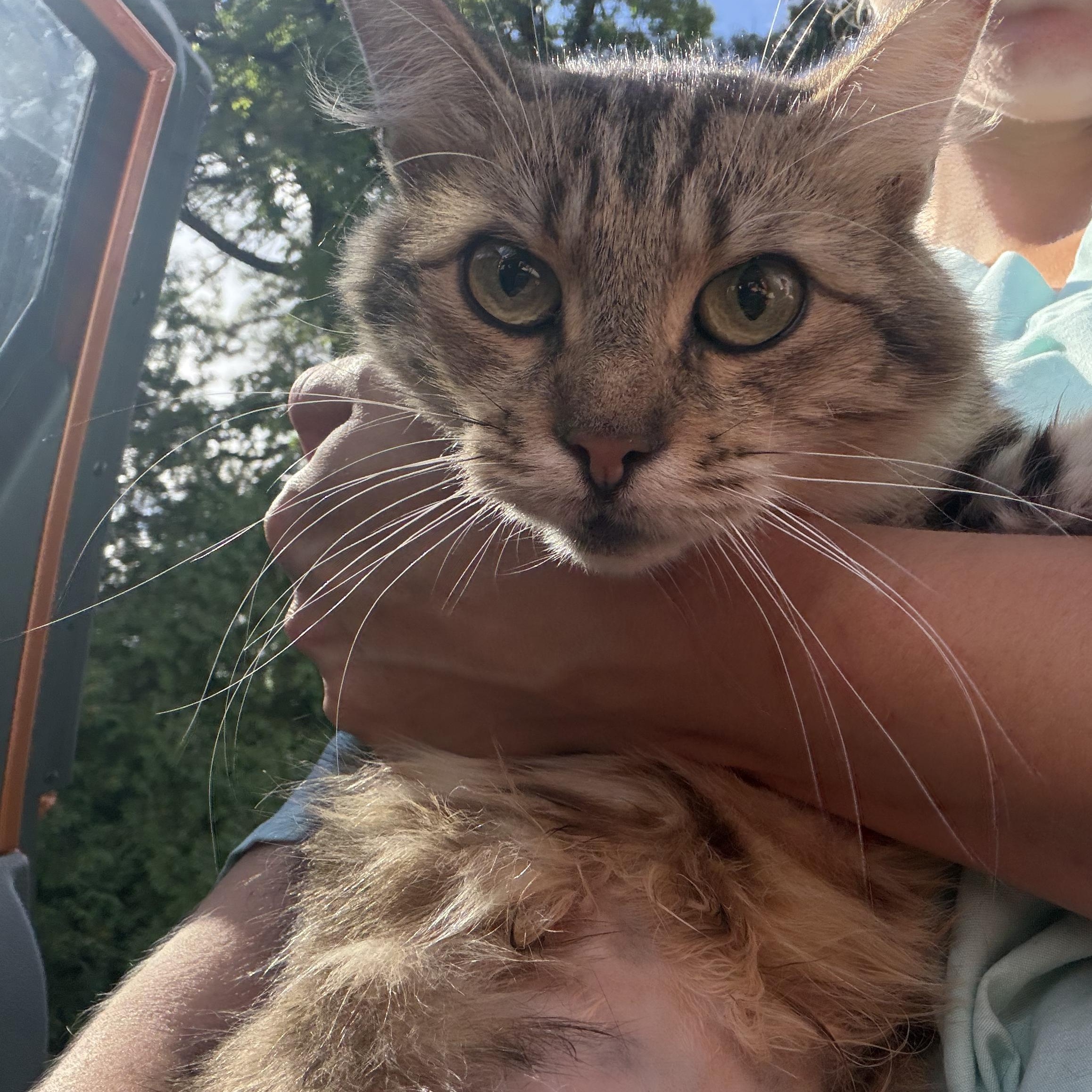 Enlarge Athena, a Adoptable Domestic Medium Hair in Lindenhurst, NY image 6/6