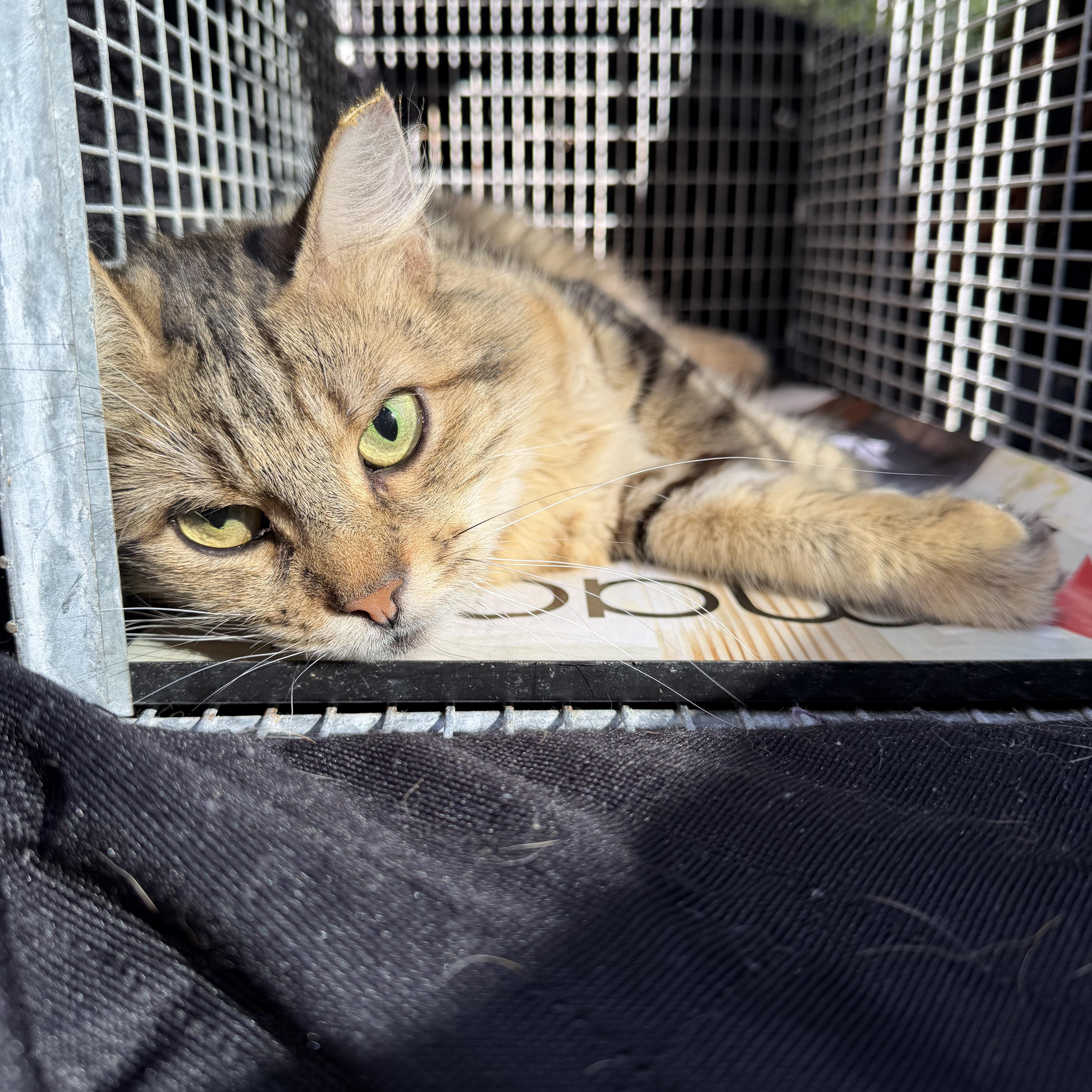 Enlarge Athena, a Adoptable Domestic Medium Hair in Lindenhurst, NY image 3/6
