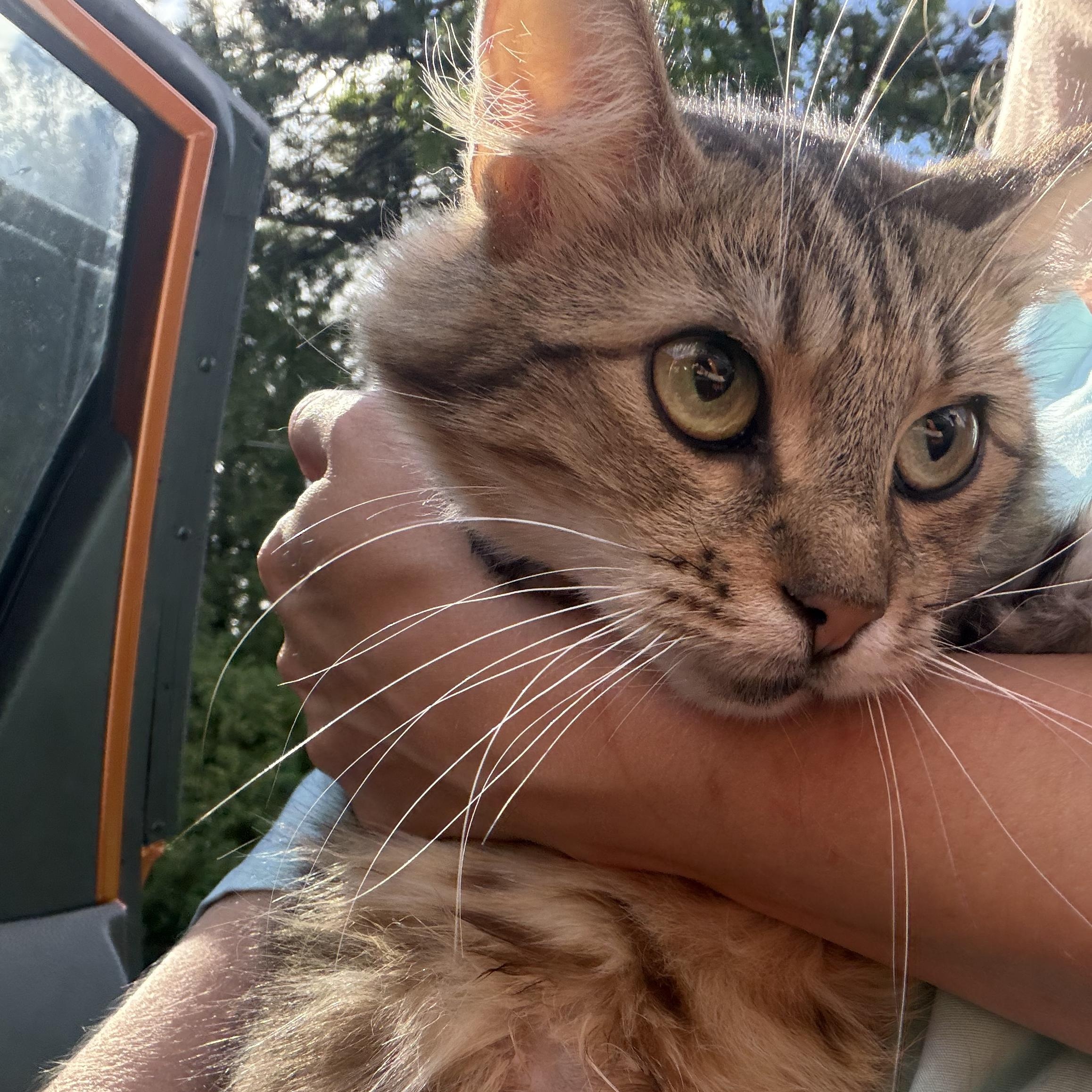 Athena, Adoptable, Young Female Domestic Medium Hair.