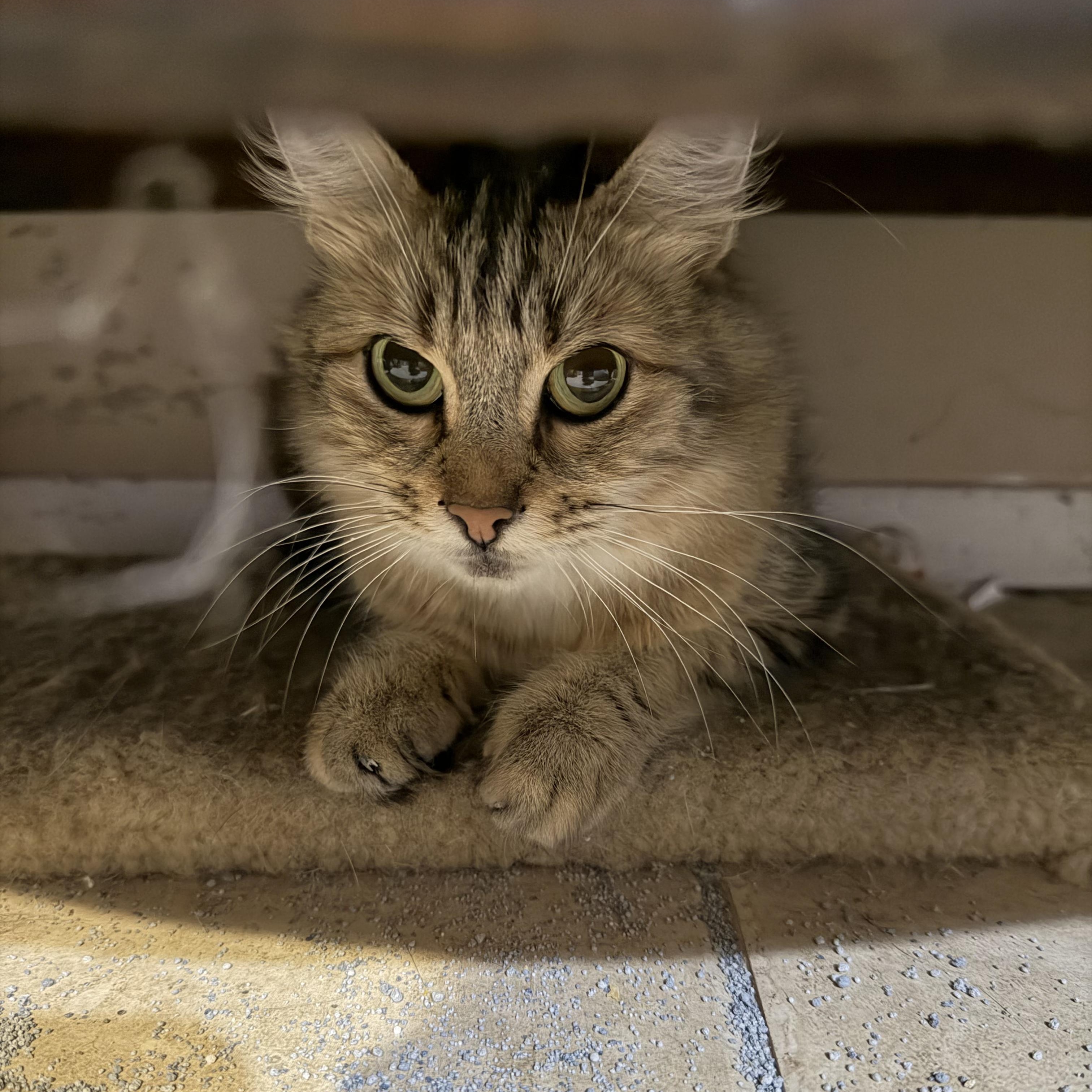 Enlarge Athena, a Adoptable Domestic Medium Hair in Lindenhurst, NY image 2/6