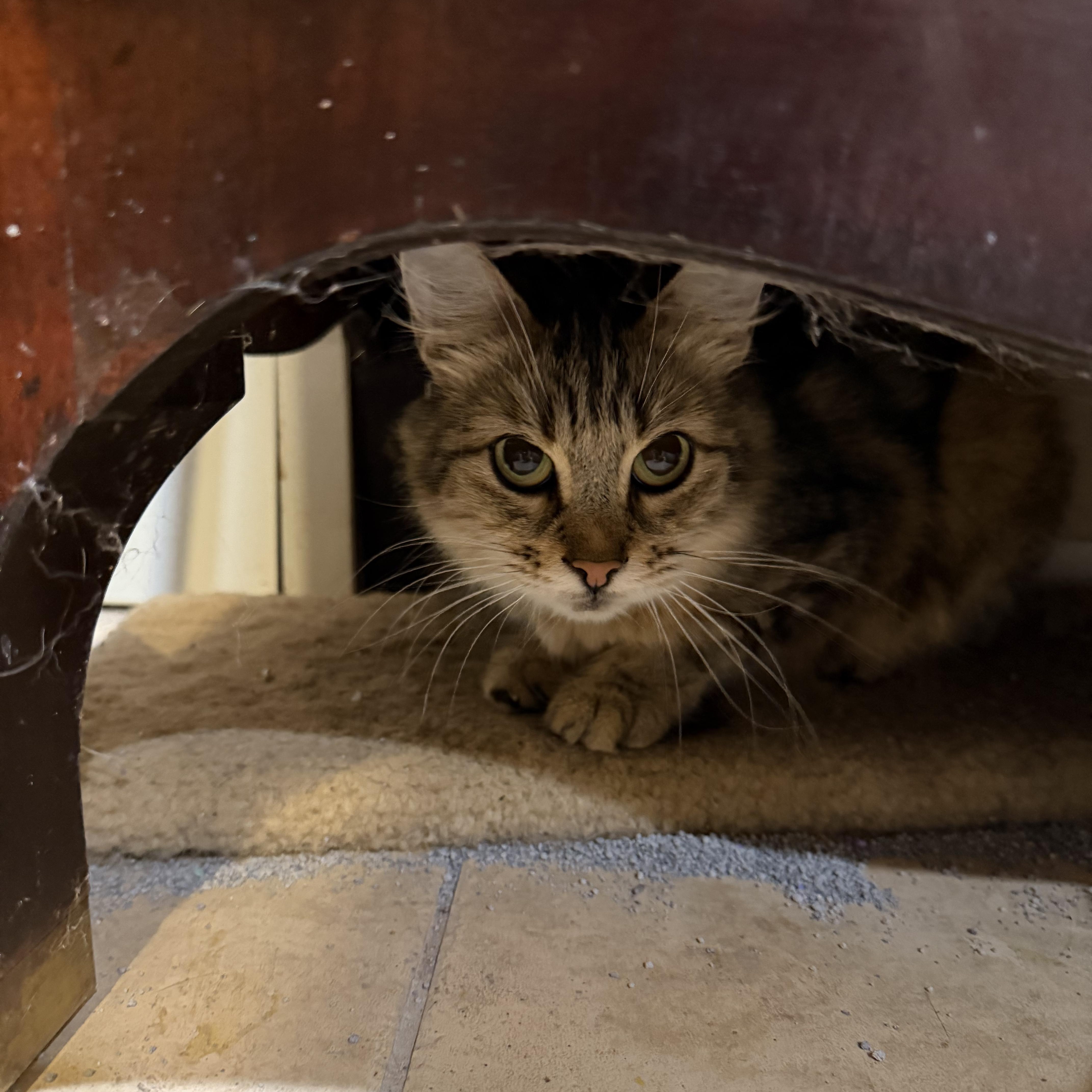 Enlarge Athena, a Adoptable Domestic Medium Hair in Lindenhurst, NY image 5/6