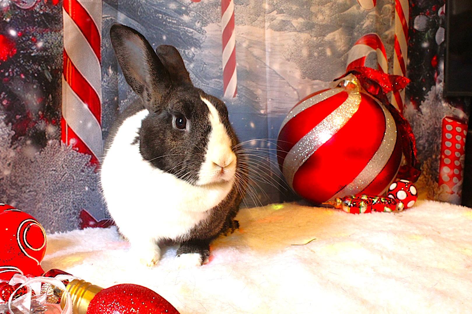 Esmerelda, a Adoptable Dutch in Hillside, NJ image 1/5