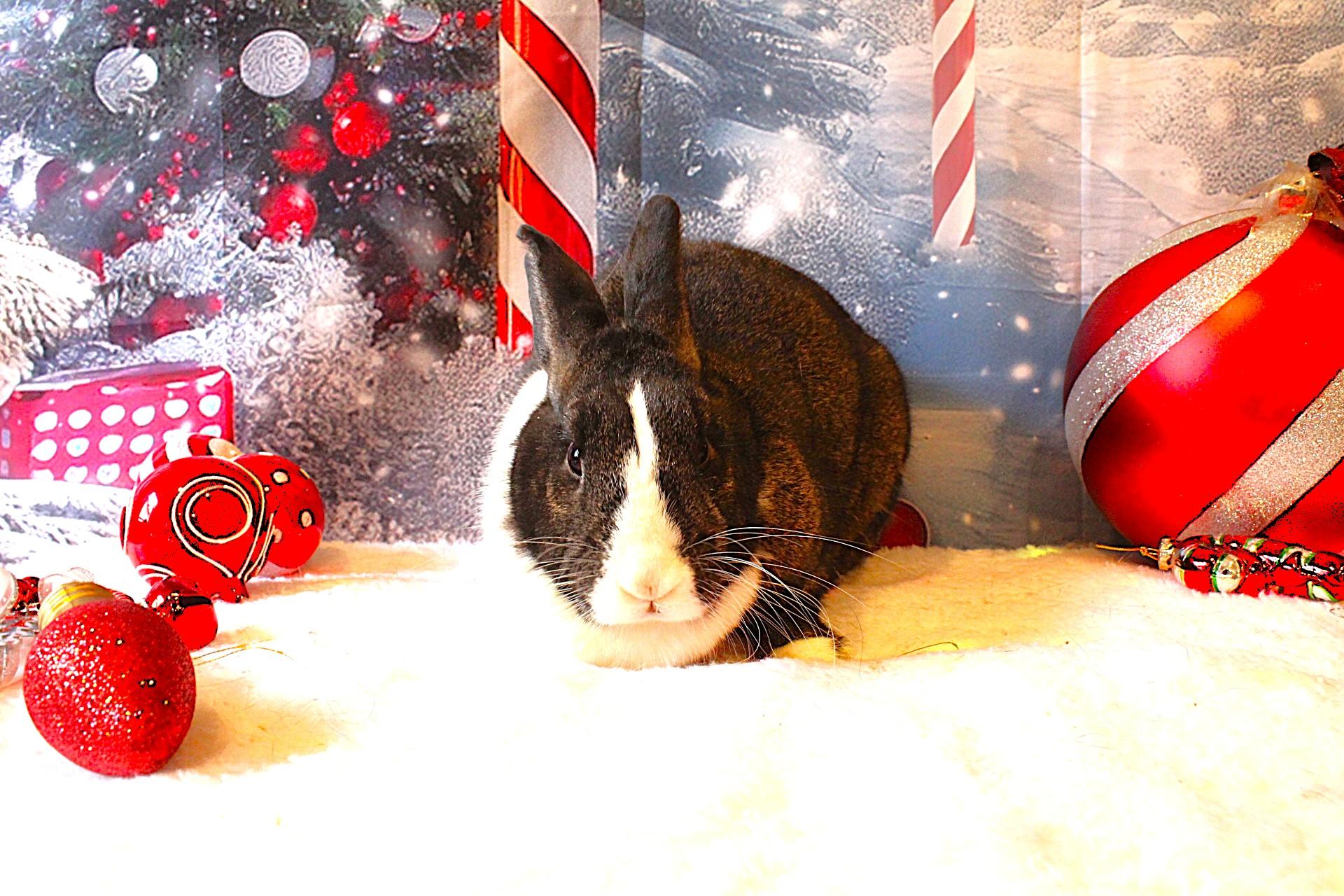 Esmerelda, a Adoptable Dutch in Hillside, NJ image 2/5