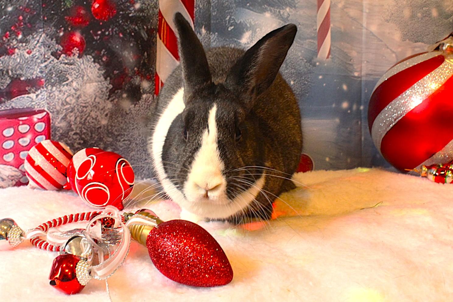 Esmerelda, a Adoptable Dutch in Hillside, NJ image 3/5