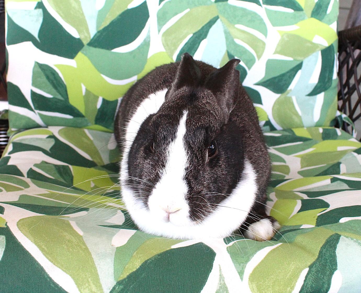 Esmerelda, a Adoptable Dutch in Hillside, NJ image 4/5