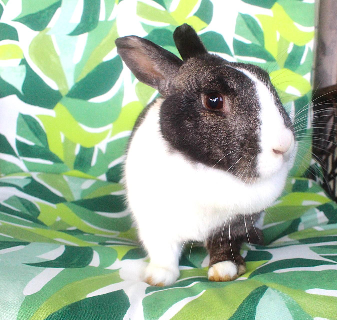 Esmerelda, a Adoptable Dutch in Hillside, NJ image 5/5