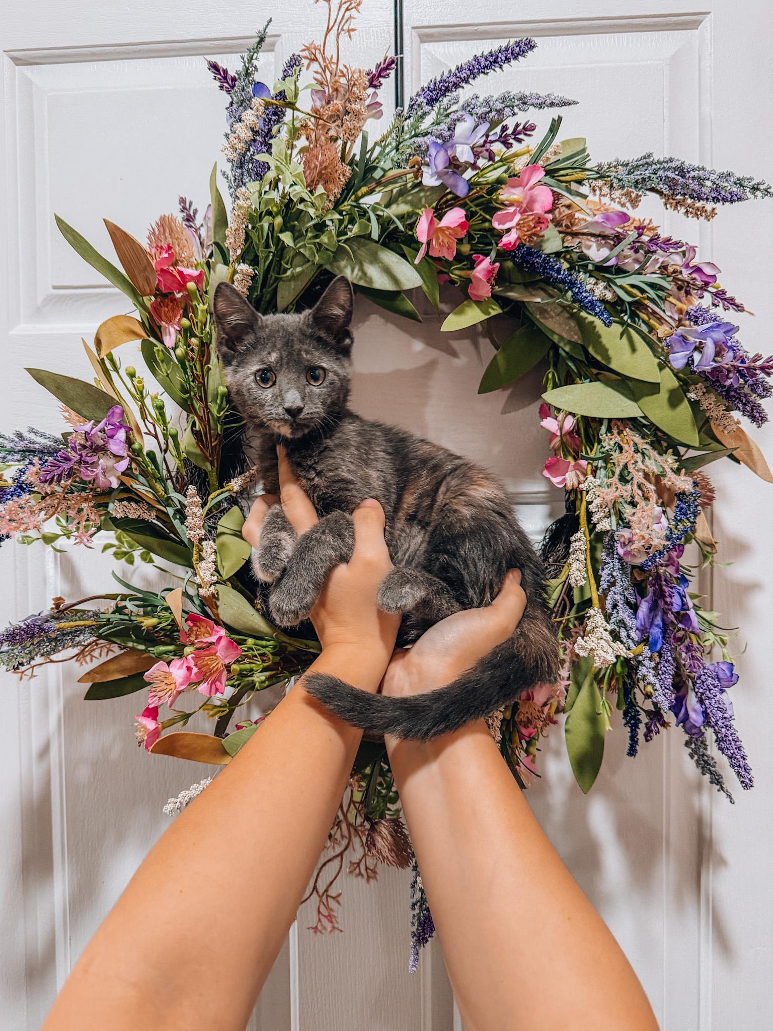 Kallopie, Adoptable, Kitten Female Dilute Tortoiseshell.