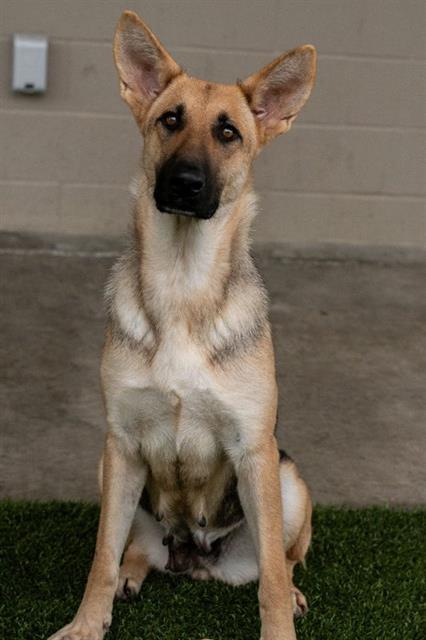 ZOLA, Adoptable, Young Female German Shepherd Dog.