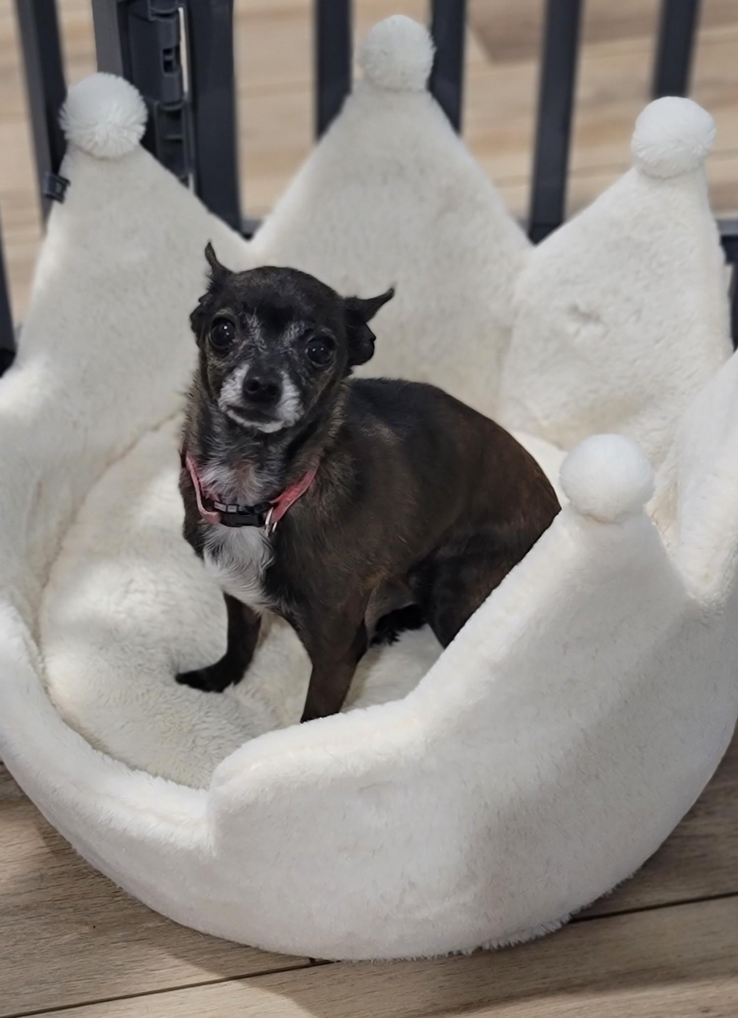 Enlarge Lucy, a Adopted Chihuahua in Midlothian, VA image 1/2