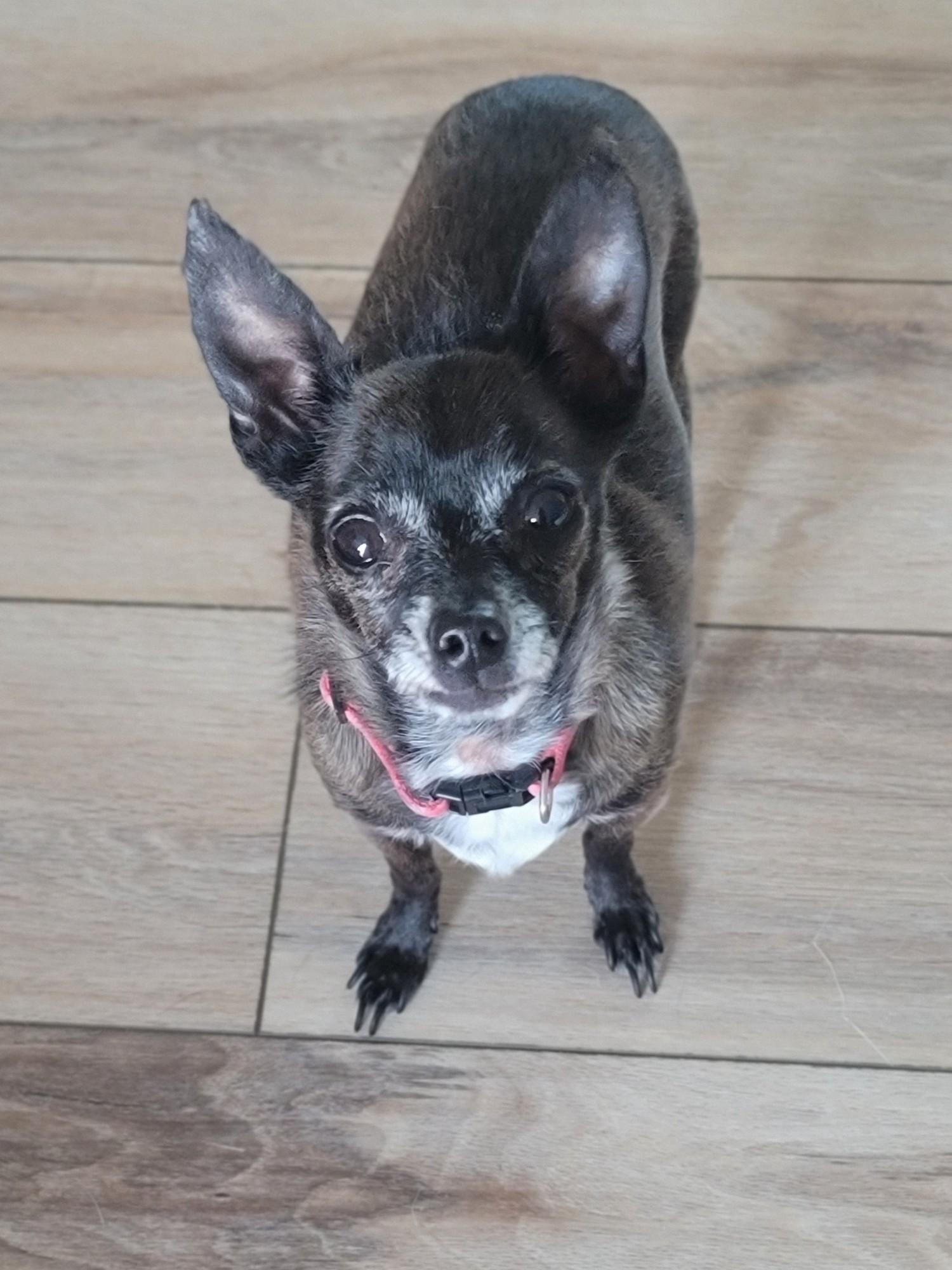 Enlarge Lucy, a Adopted Chihuahua in Midlothian, VA image 2/2