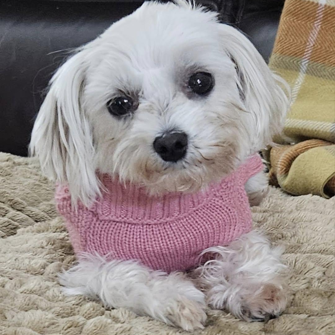 Gucci, a Adoptable Maltese in Hartland, WI image 2/6