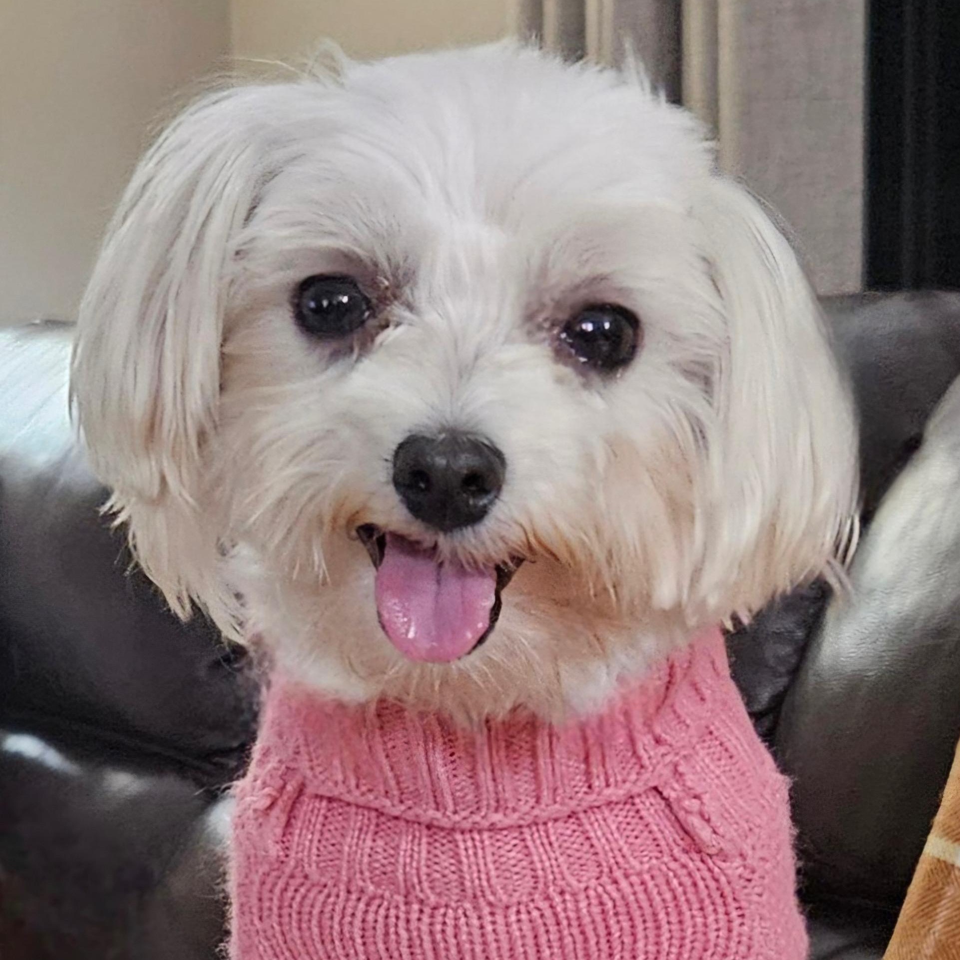 Gucci, a Adoptable Maltese in Hartland, WI image 1/6