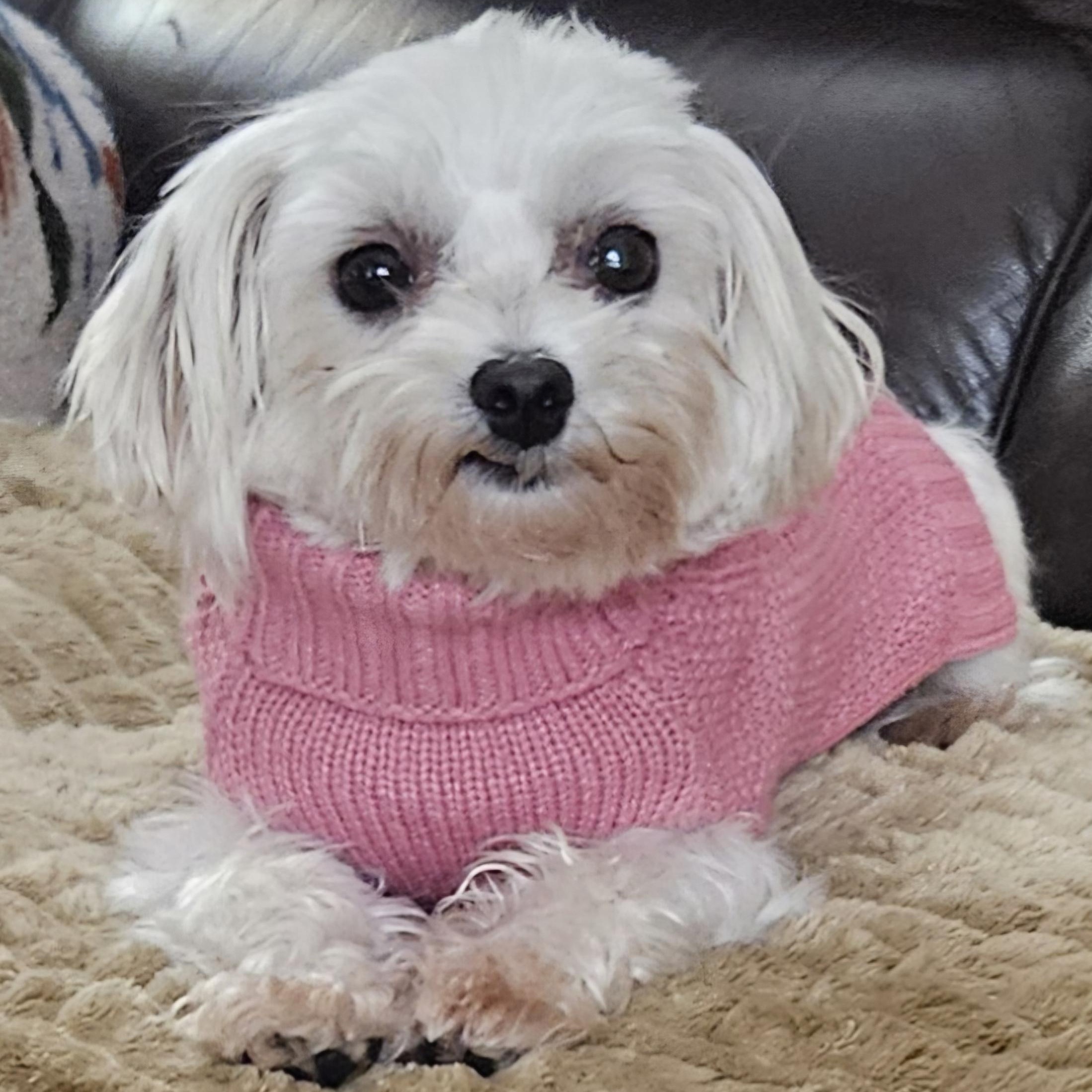 Gucci, a Adoptable Maltese in Hartland, WI image 5/6