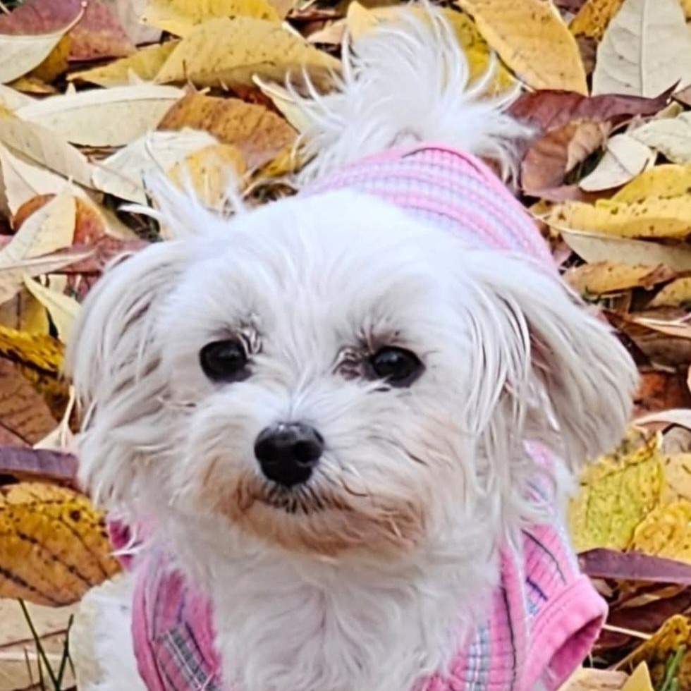 Gucci, a Adoptable Maltese in Hartland, WI image 4/6