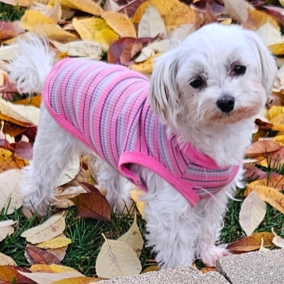 Gucci, a Adoptable Maltese in Hartland, WI image 3/6