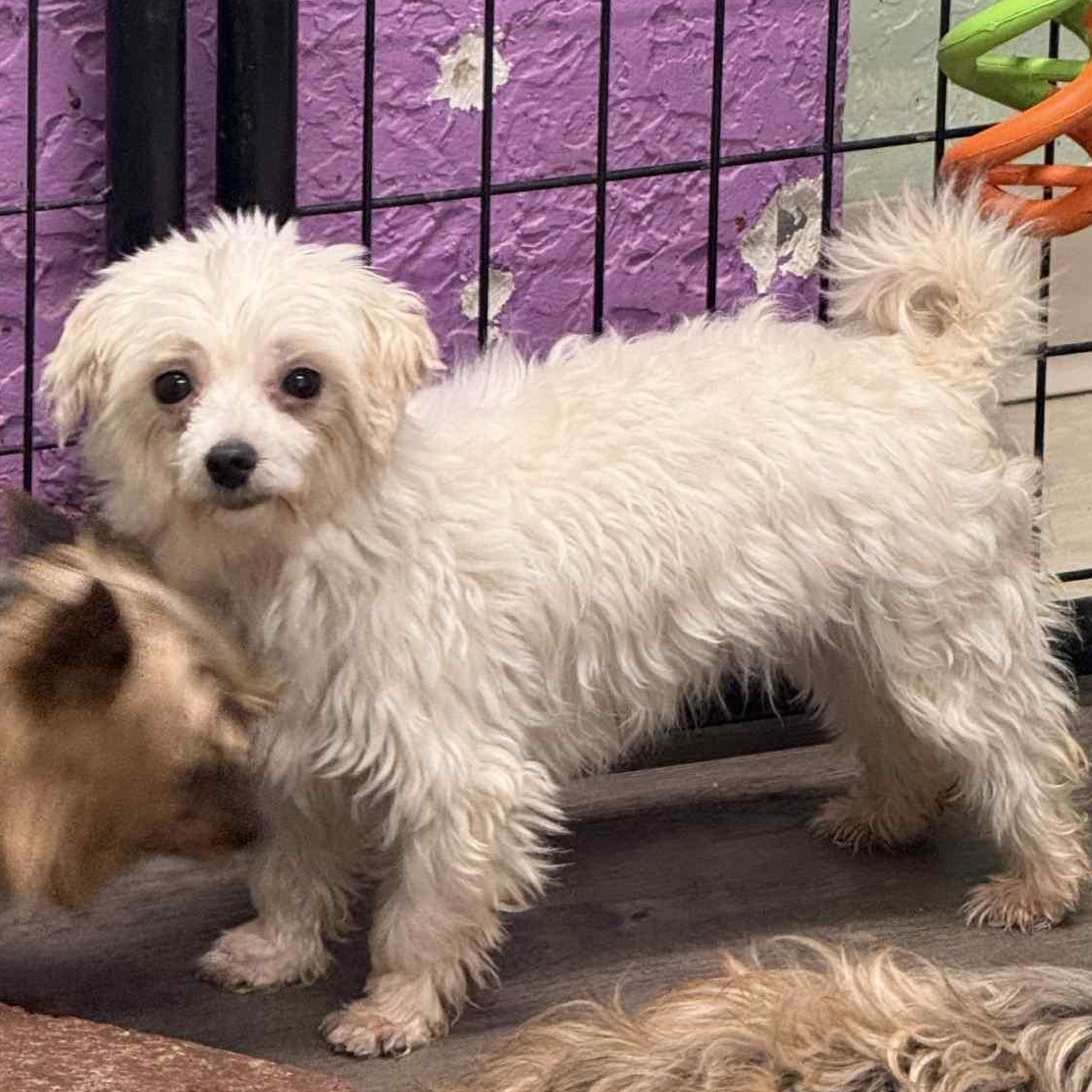 Gucci-Foster Home Needed