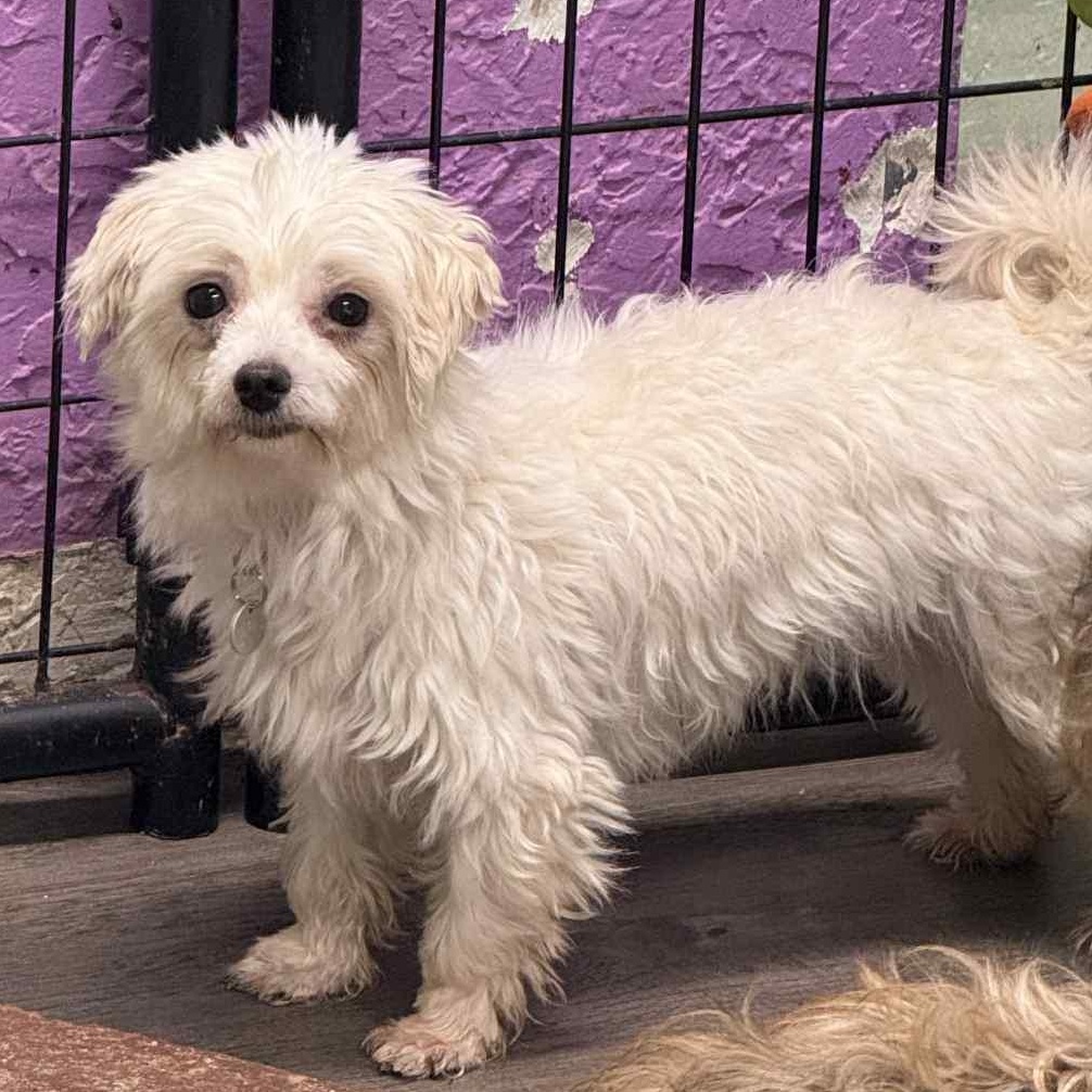 Gucci-Foster Home Needed