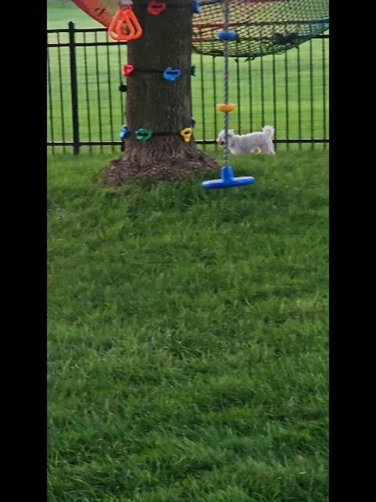 Enlarge Gucci, a Adoptable Maltese in Hartland, WI video 6/6