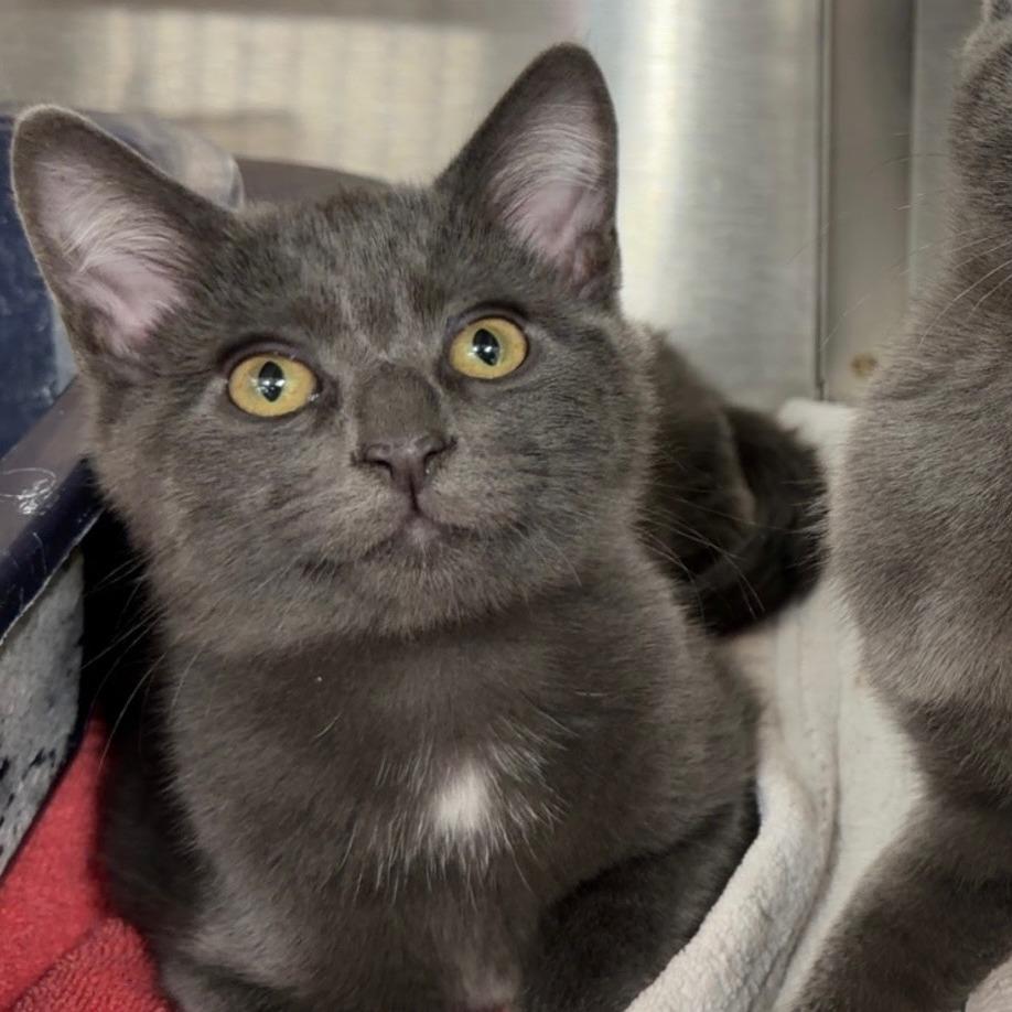 Flint, Adoptable, Kitten Male Domestic Short Hair.