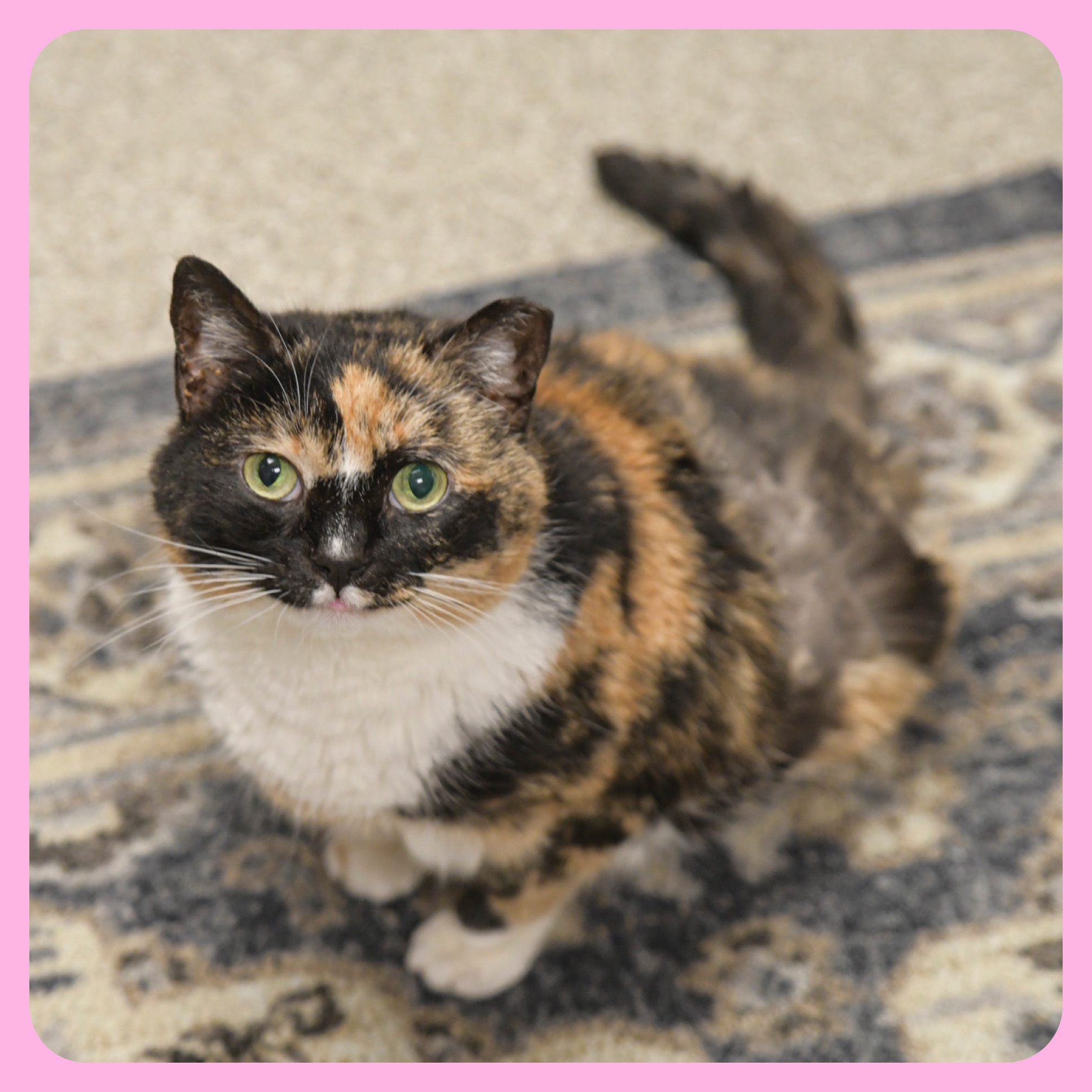 Enlarge Rosie, a Adoptable Calico image 1/1