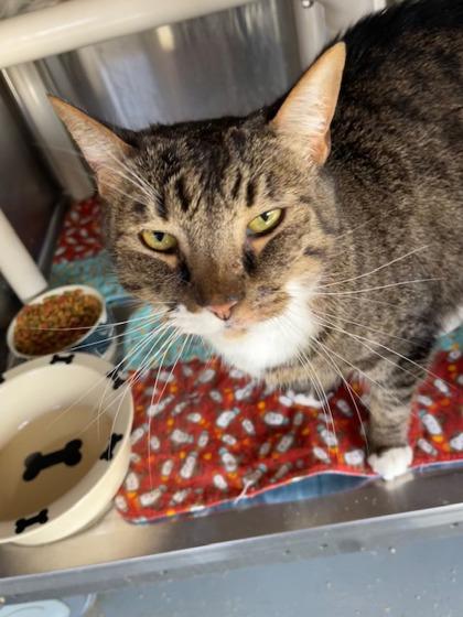 Zeus, Adoptable, Adult Male Domestic Short Hair & Domestic Short Hair.