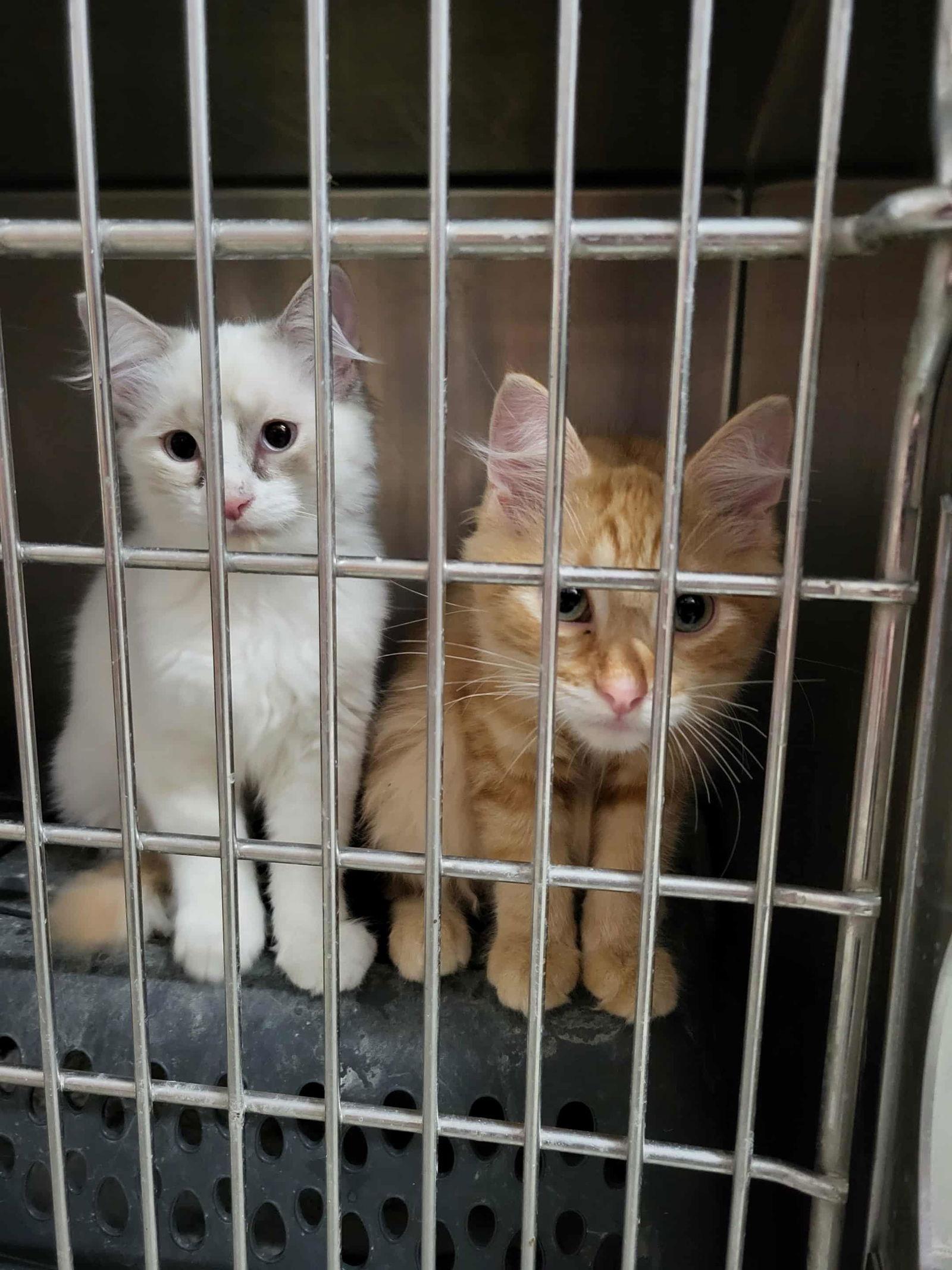 Maxwell (Bonded with Kit), Adoptable, Young Male Domestic Medium Hair.